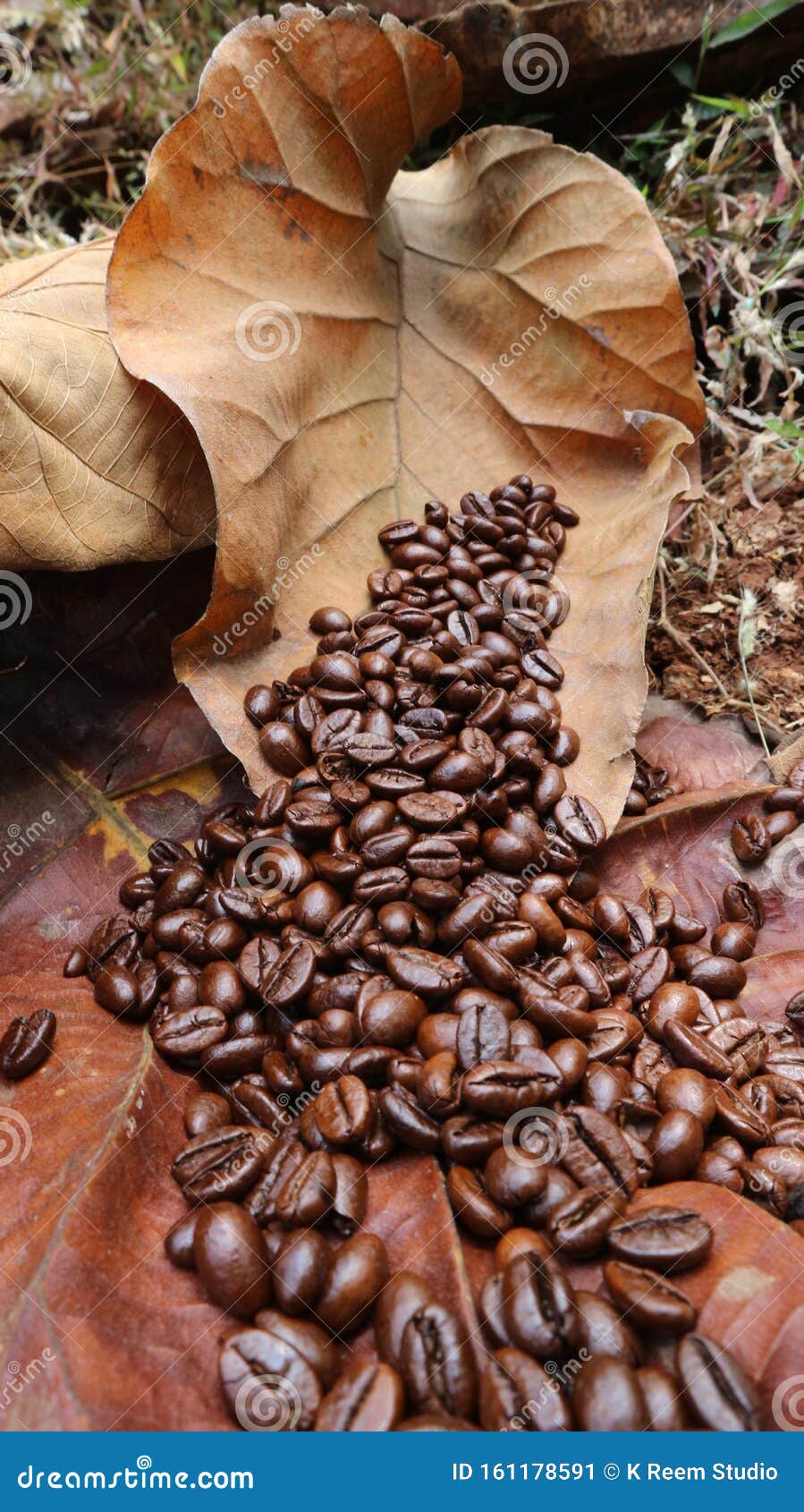 the texture of coffee beans and dried teak leaves