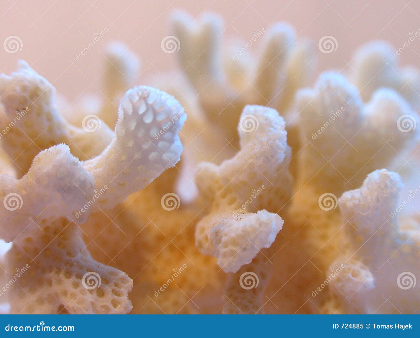 Texture of coral stock image. Image of scuba, ocean, diving - 724885