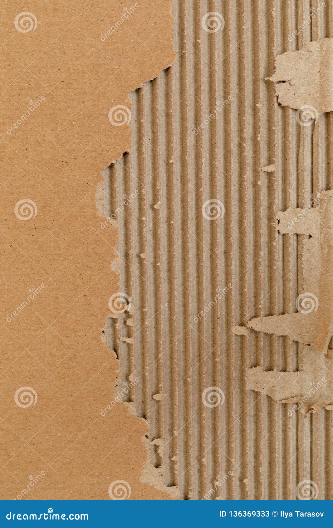 Texture Of Corrugated Cardboard With Torn Edges. Texture Cardboard