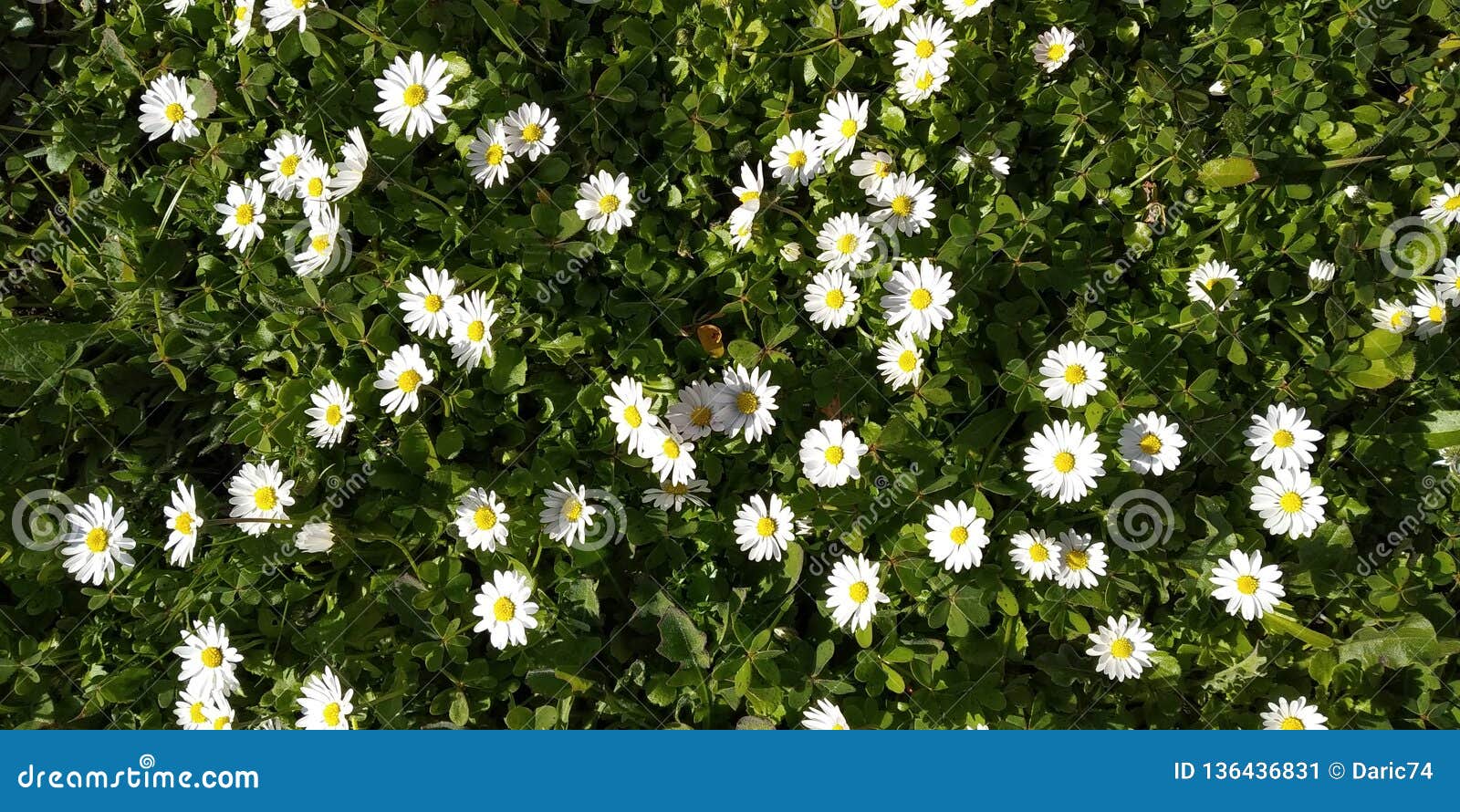 pattern background of white daisys in green floor