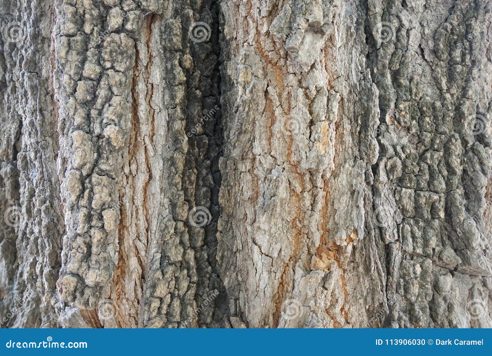 Téléchargement gratuit Images Texture De Detail De Tronc D Arbre En Tant Que Fond Naturel Papier actualisé par