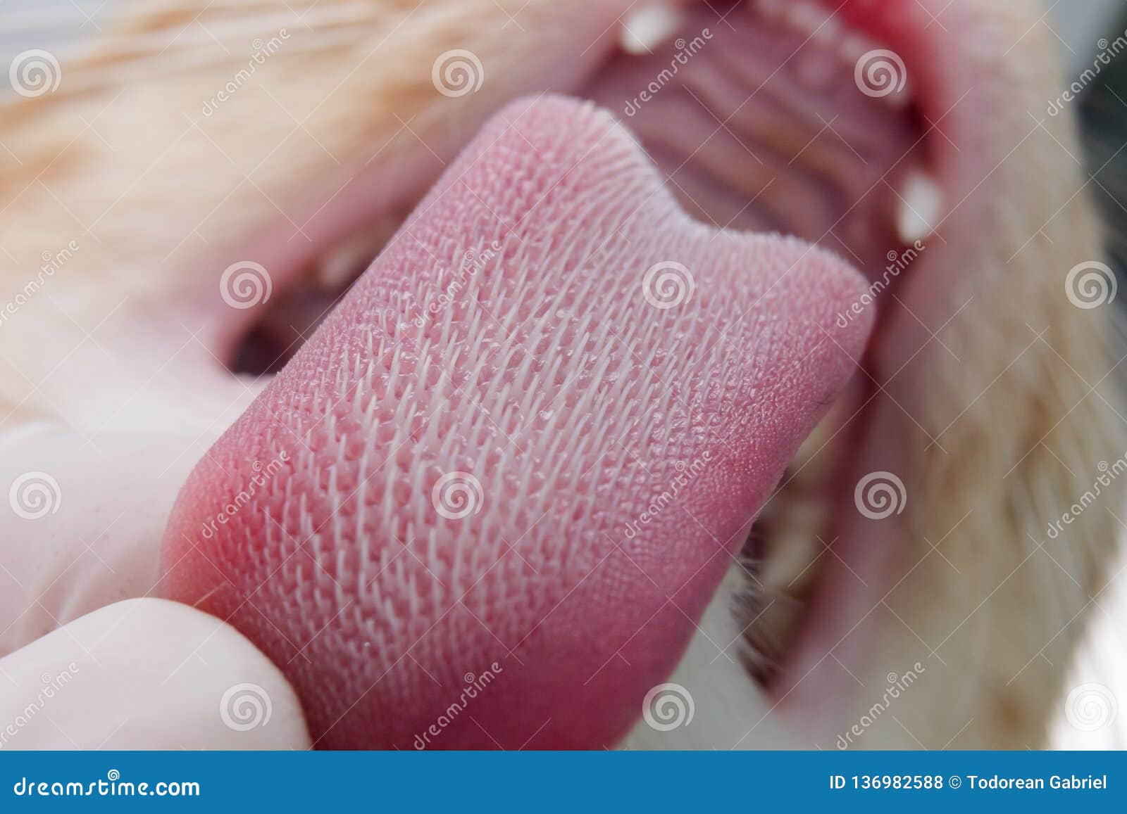 Texture De Langue De Chat Photo Stock Image Du Carnivore