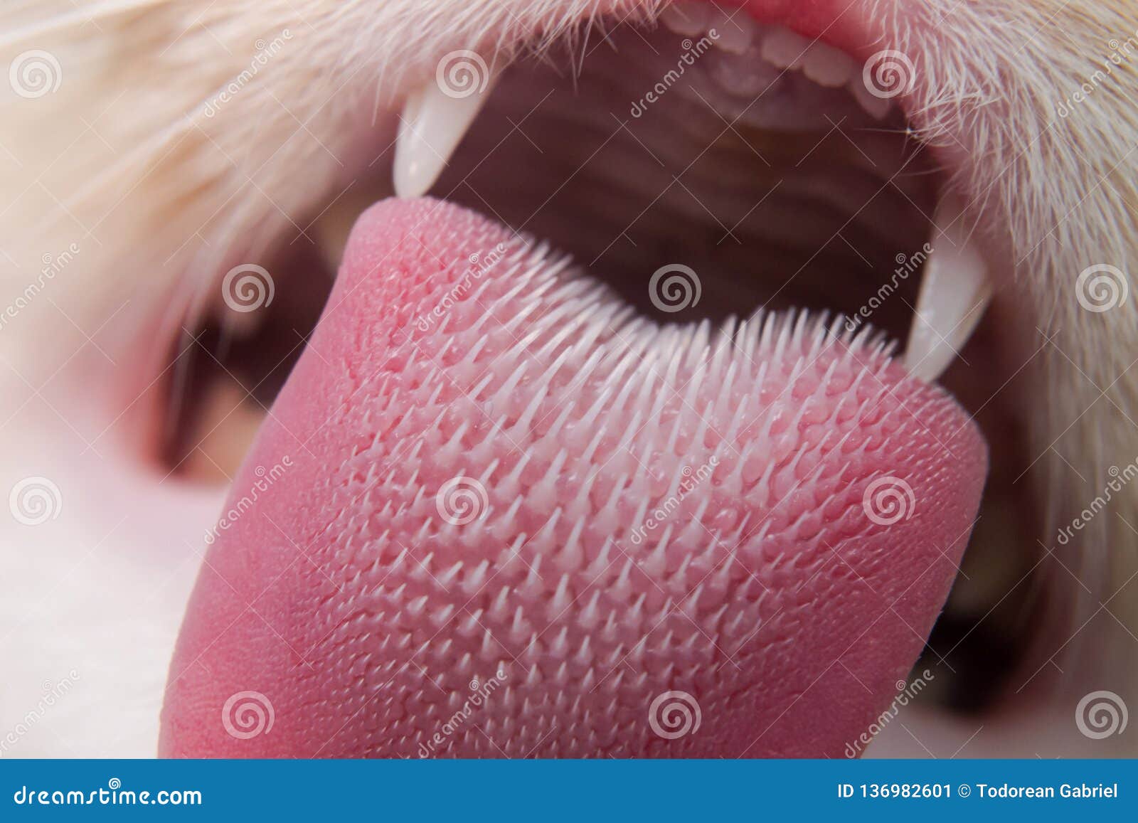 Texture De Langue De Chat Image Stock Image Du Carnassier