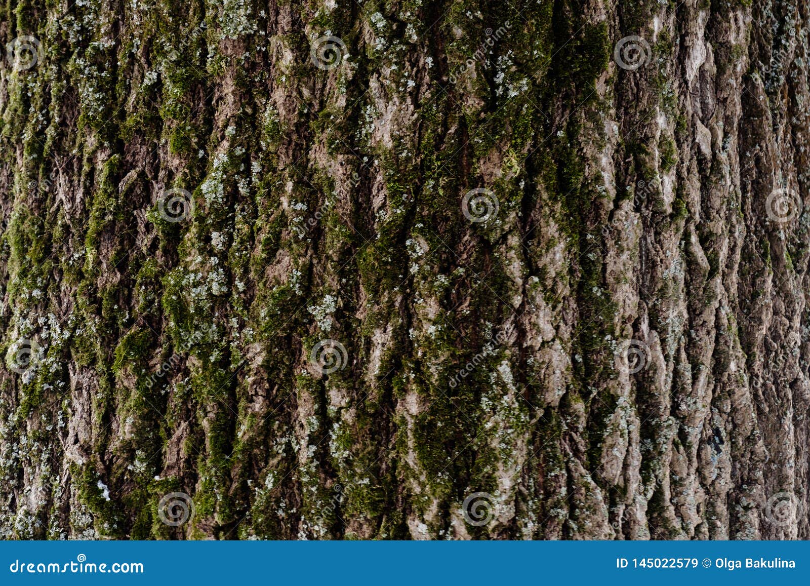 Gratuit Images Texture De Relief De L Ecorce D Un Arbre Avec De La Mousse La dernière salutations