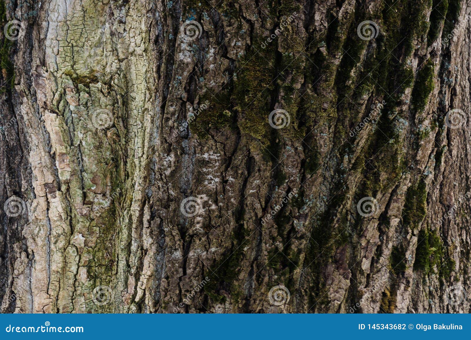 Téléchargement gratuit Images Texture De Relief De L Ecorce D Un Arbre Vieux Papier Peint En actualisé par
