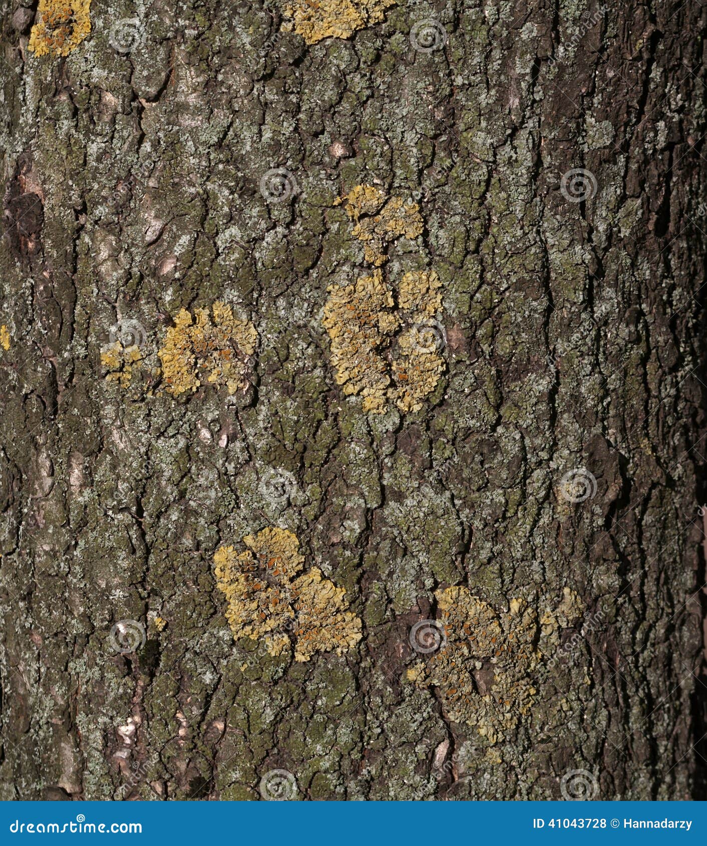 photo stock texture de tronc d arbre image