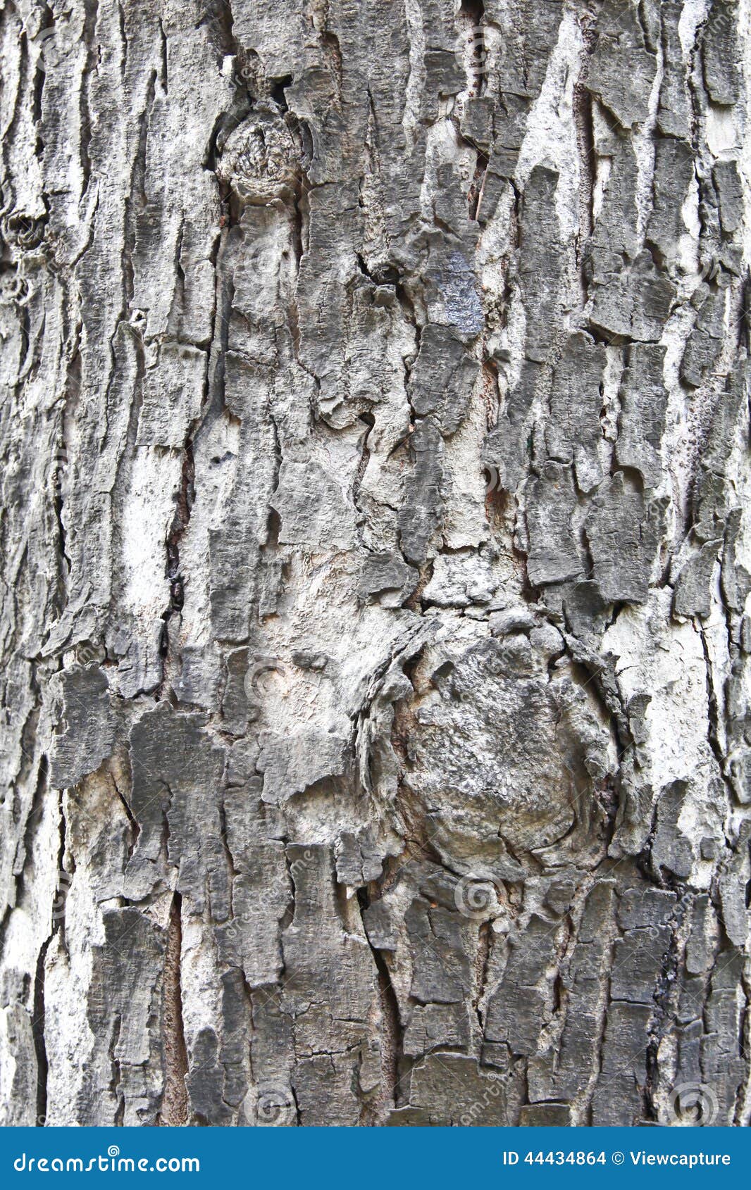 photo stock texture de vieux tronc d arbre image
