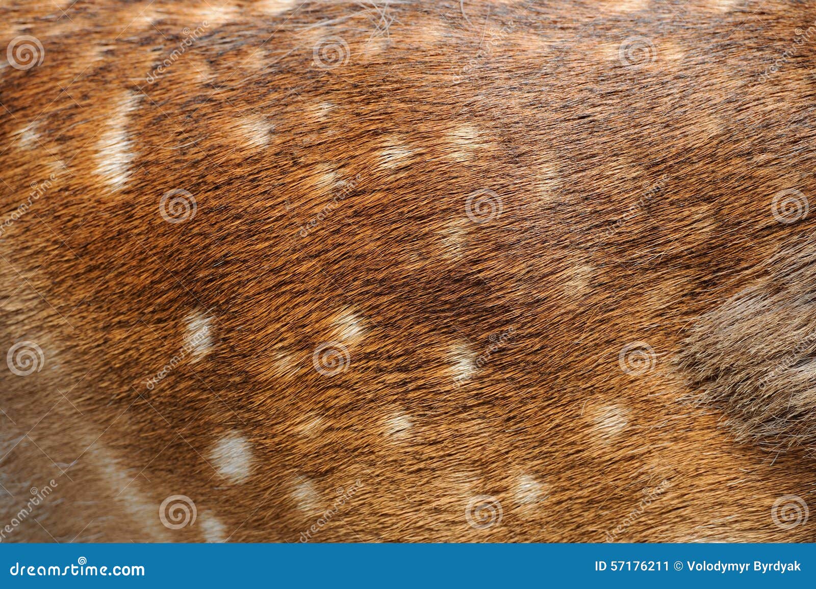 Texture deer fur stock image. Image of creature, horizontal 57176211