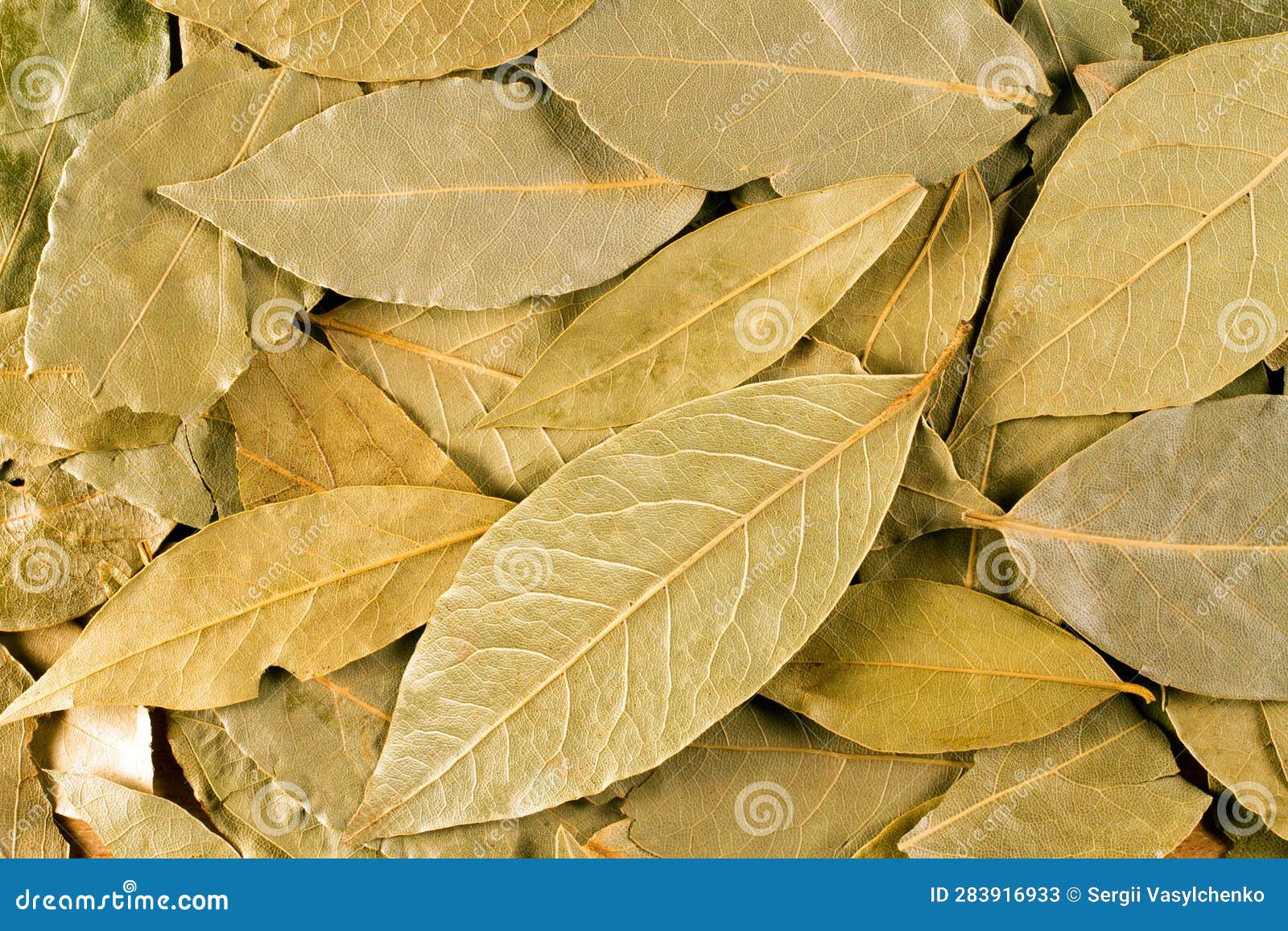 The Texture of Dry Bay Leaves. Stock Image Image of cuisine, aromatic