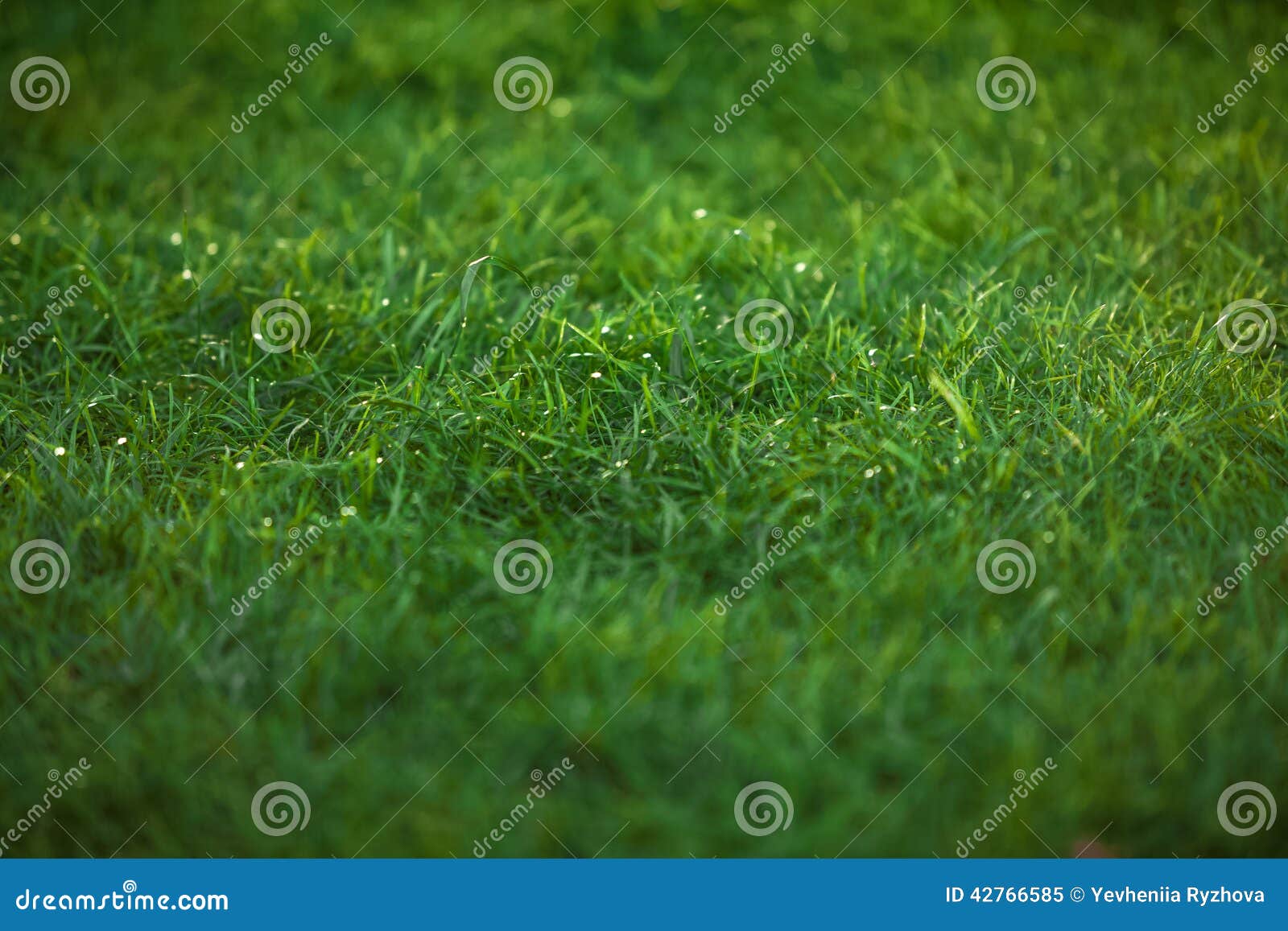 Texture of Emerald Green Grass Lawn Stock Image - Image of green, lush