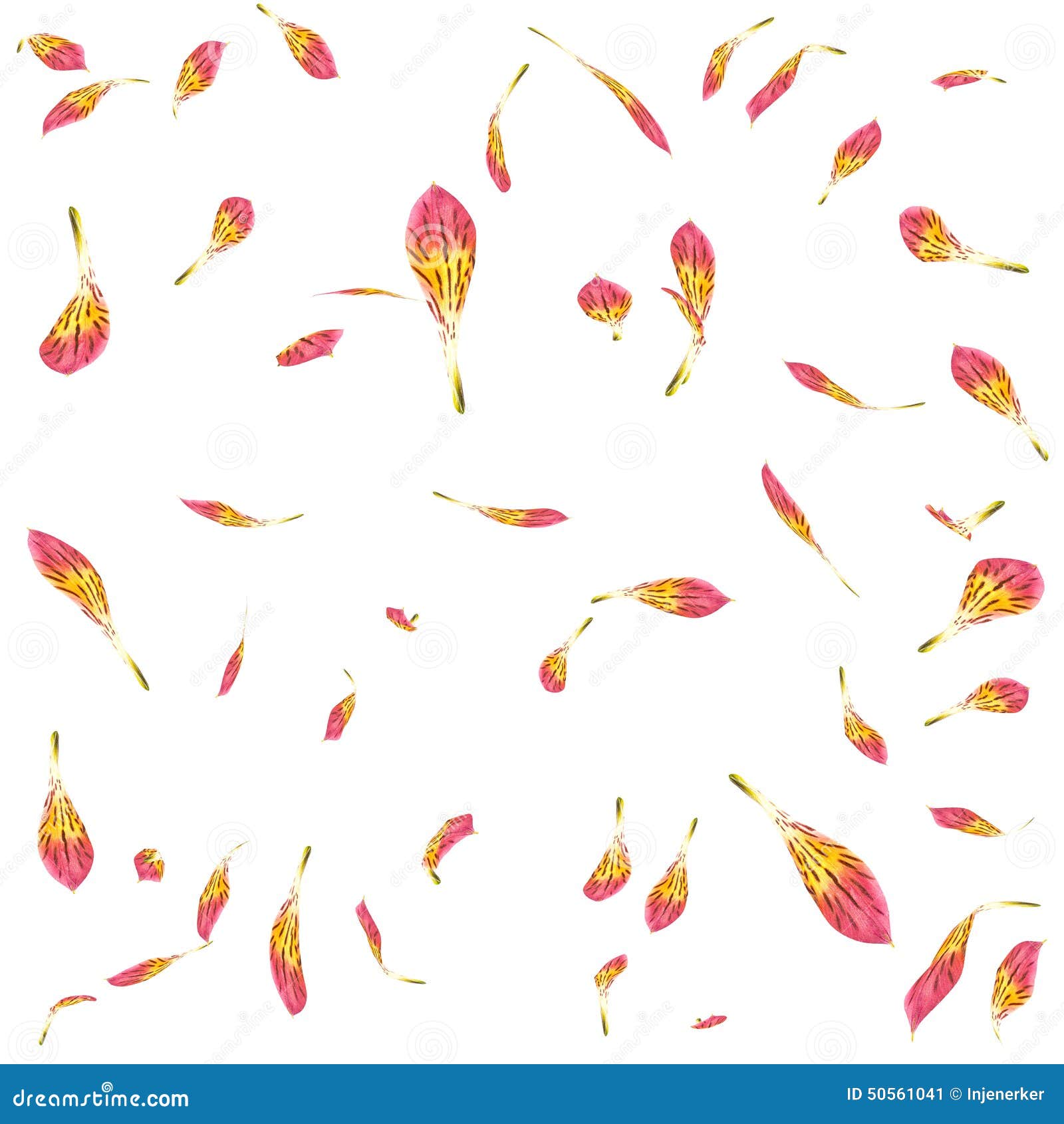 Texture of Falling Petals Orchid Stock Image Image of flower, love