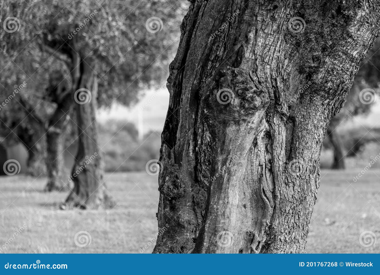 close-up of a row of olive trees