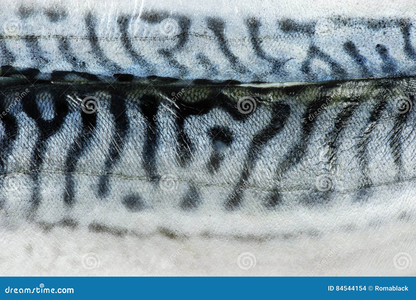 Texture fish mackerel stock photo. Image of black, animals 84544154