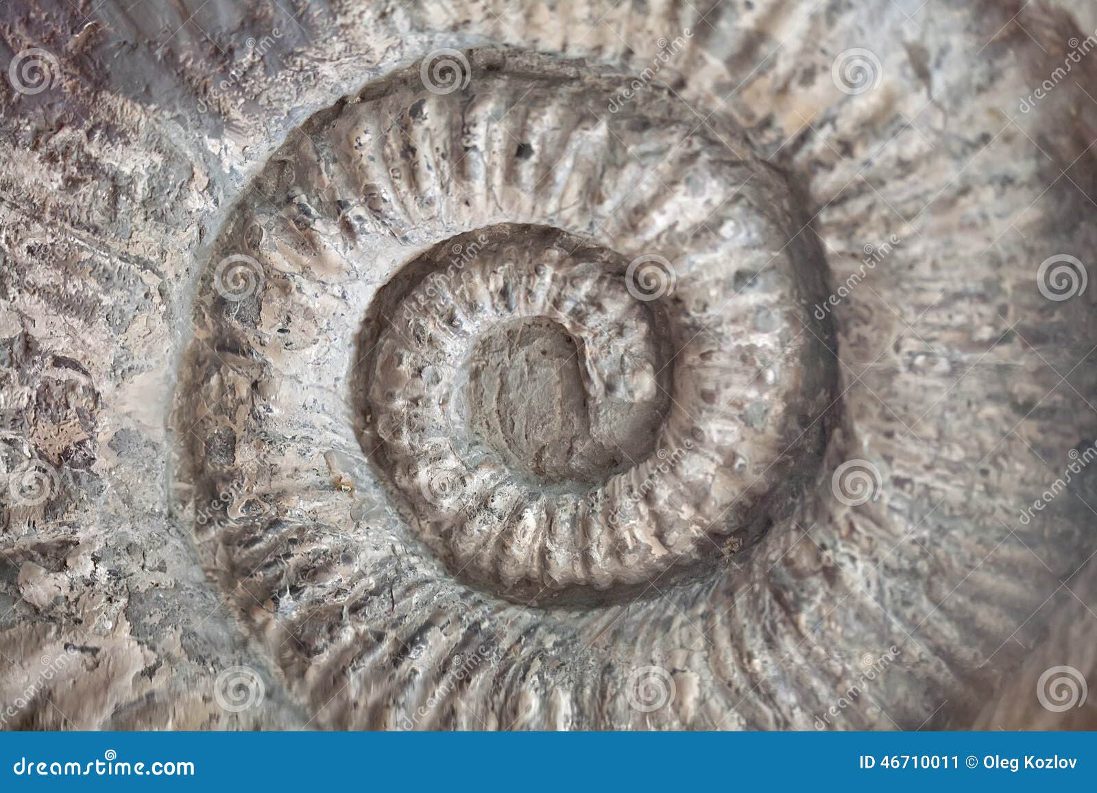 5 757 Coquillage Fossile Photos Libres De Droits Et Gratuites De Dreamstime 5 757 Coquillage Fossile Photos Libres De Droits Et Gratuites De Dreamstime