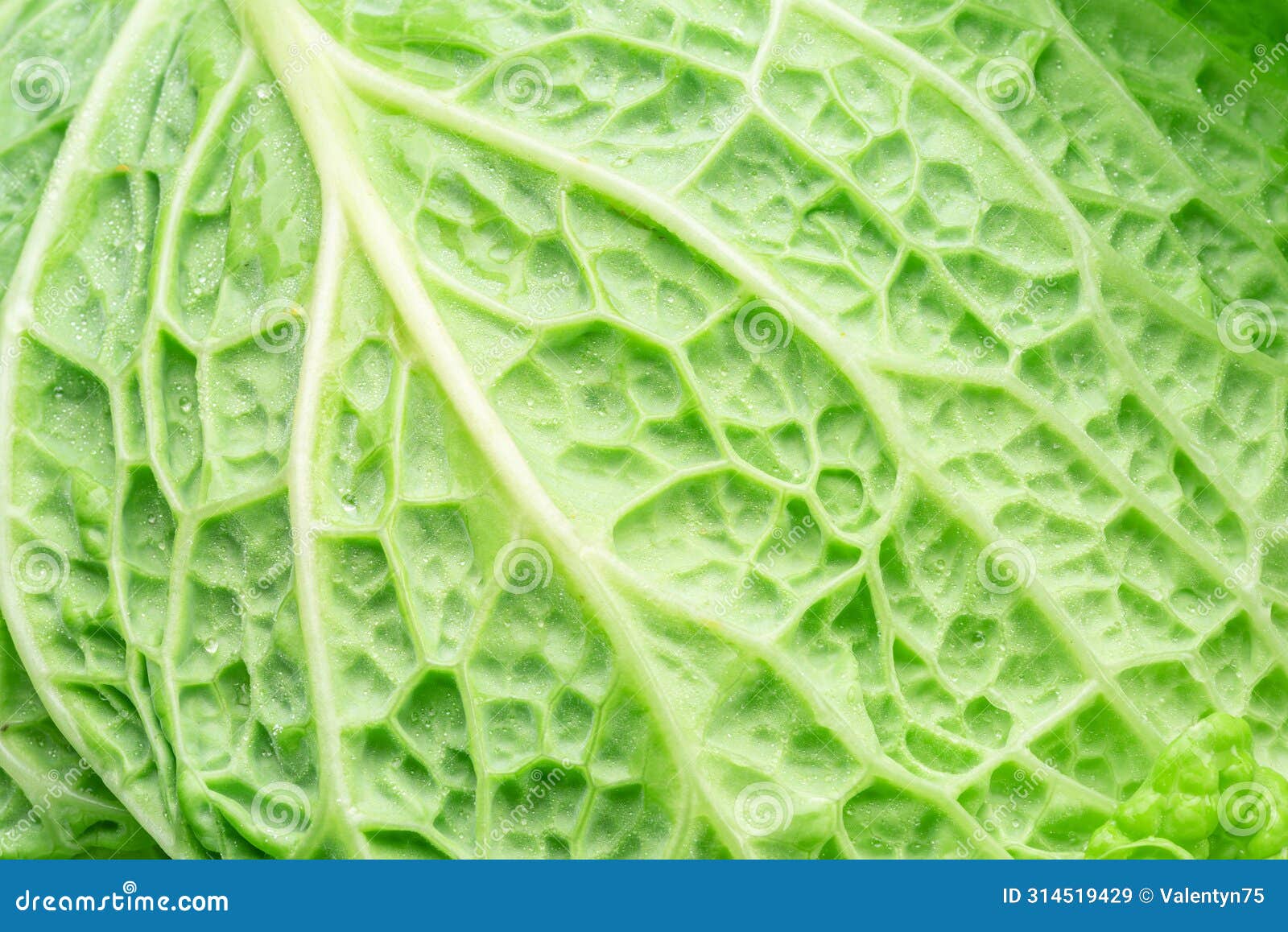 texture of fresh green savoy cabbage leaf closeup