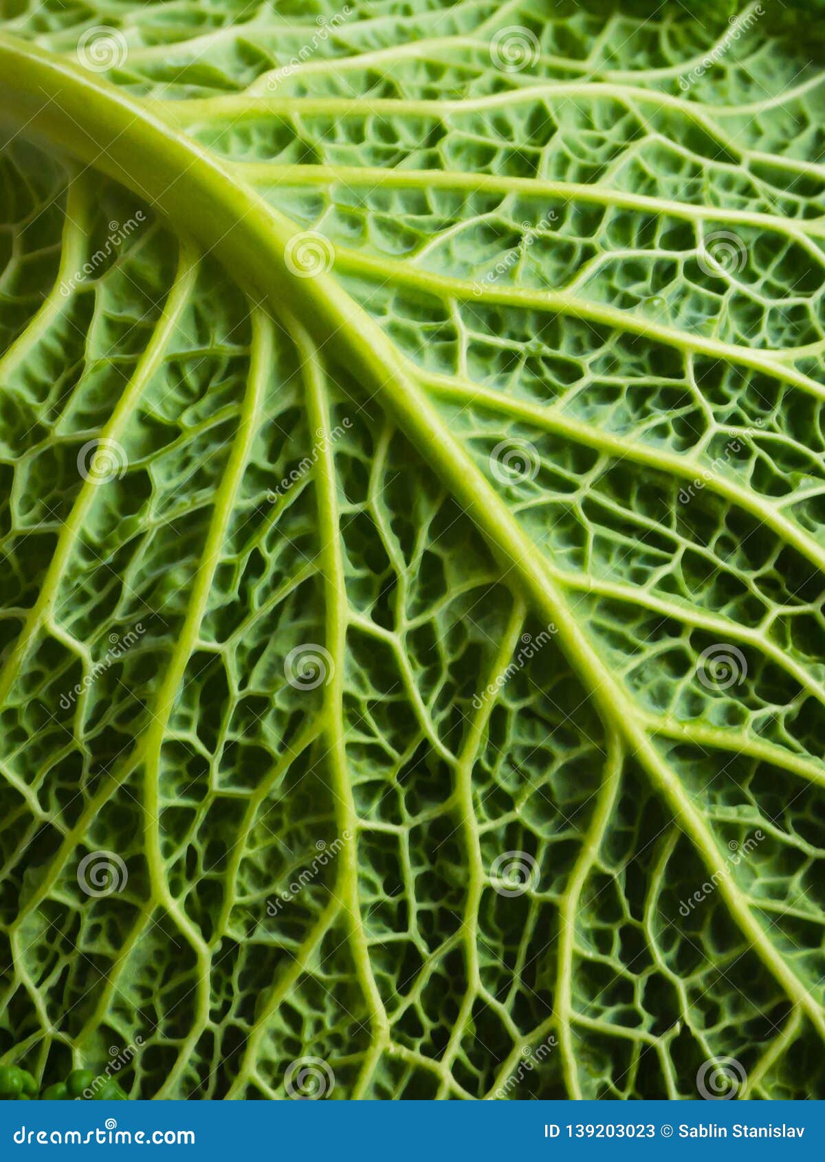 Texture of Green Cabbage Leaf. Organic Background. Stock Image Image