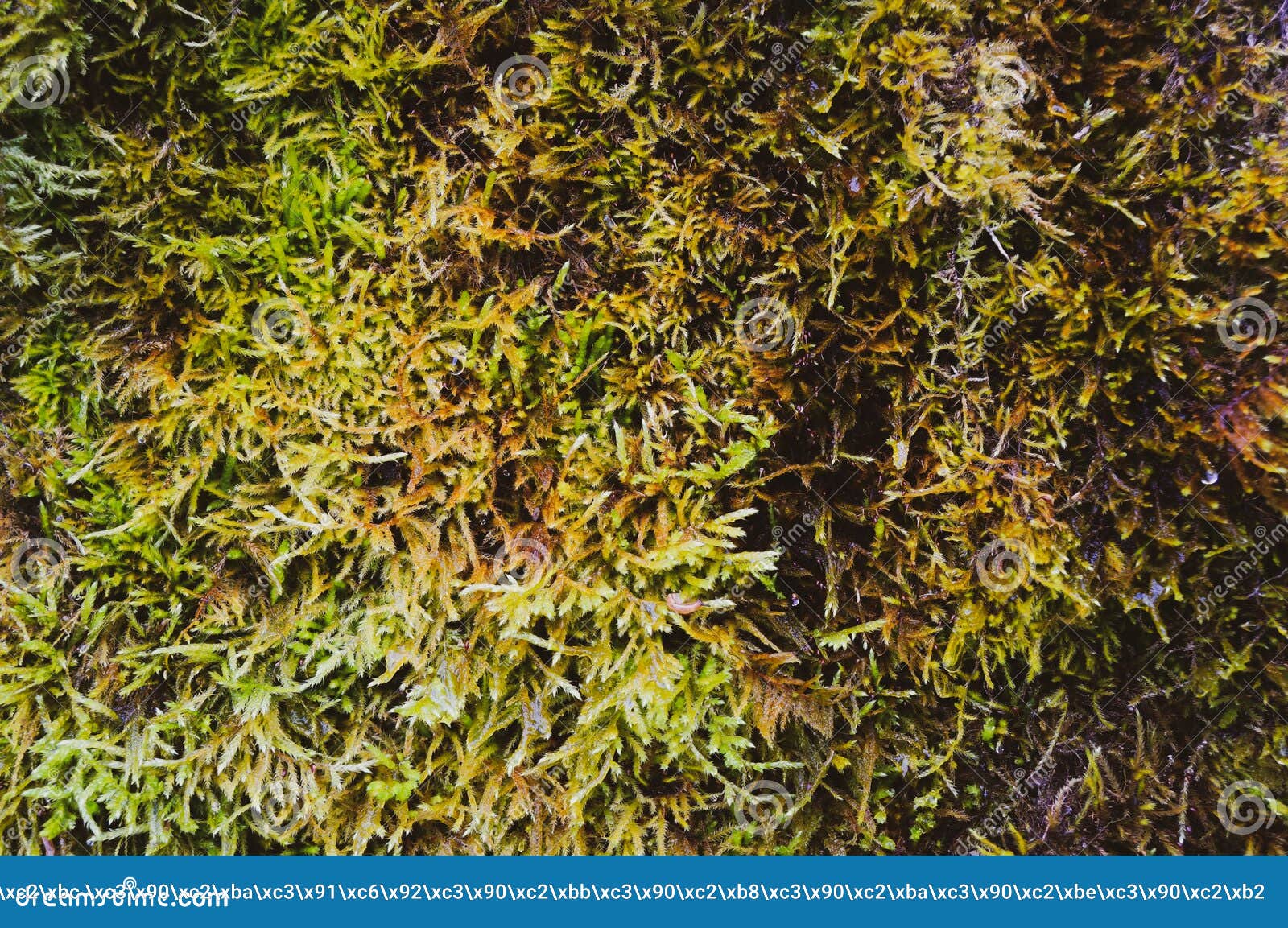 Texture green fluffy moss stock image. Image of moss 175224157