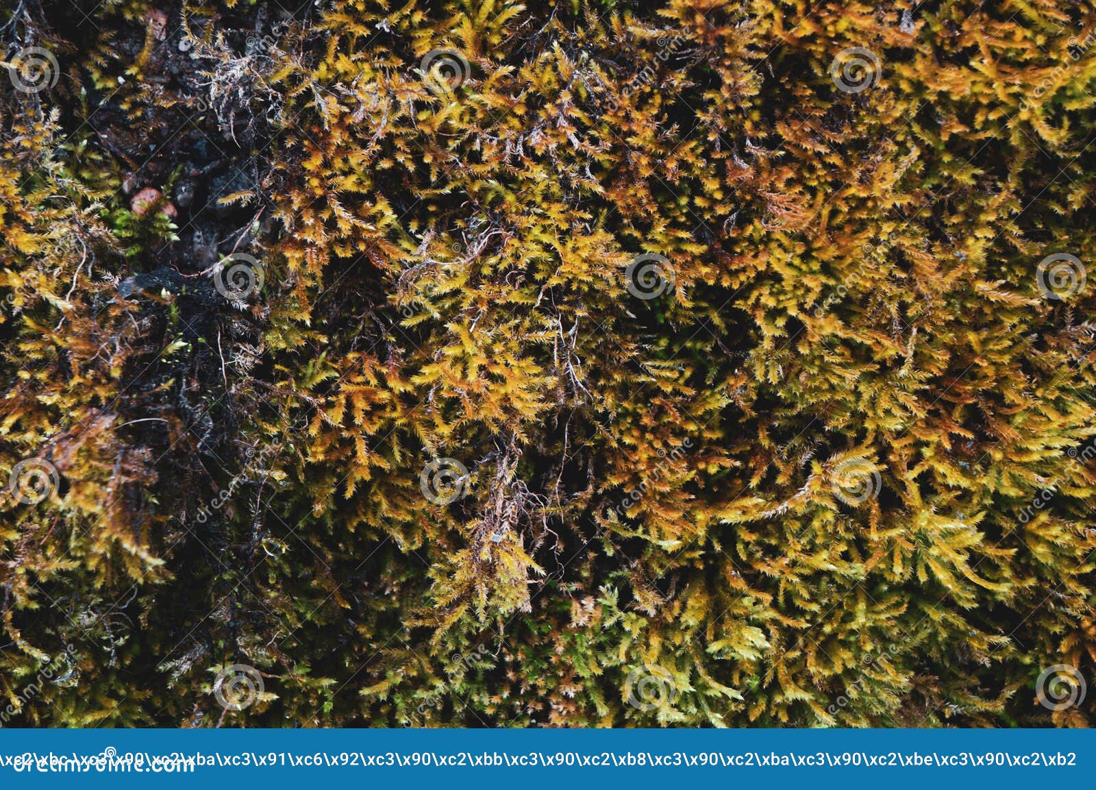 Texture green fluffy moss stock image. Image of abstract 175224991