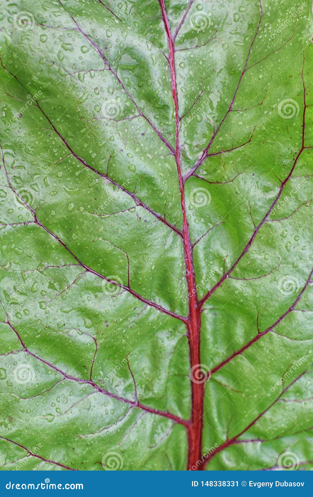 Texture of Green Fresh Leaf of Beet Stock Image Image of natural