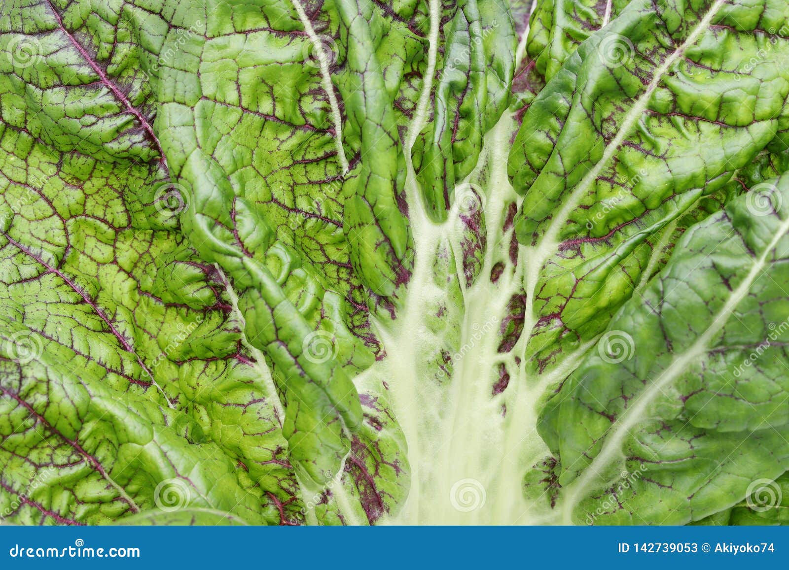 texture of green vegetable leaf full frame