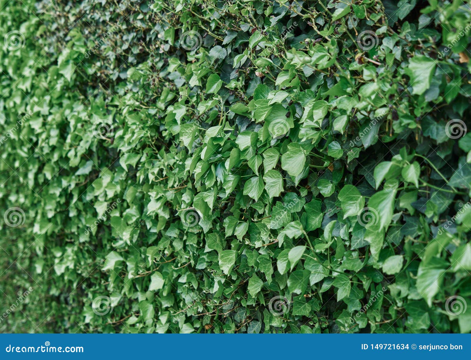 Texture of Green Vine Leaf. Vine Leaf Texture Background Stock Photo