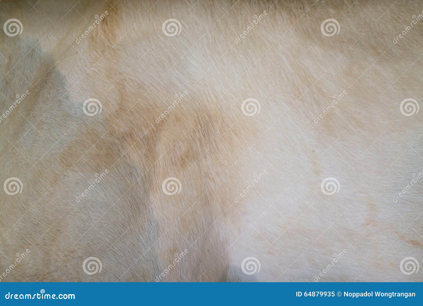 Texture of horse skin stock image. Image of brown, stallion 64879935