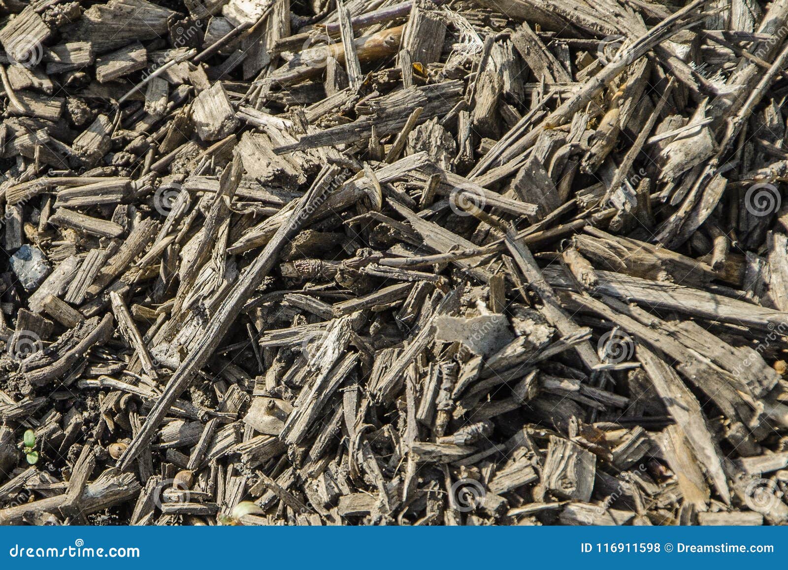 Small wood chips stock photo. Image of plan, lawn, wood 116911598