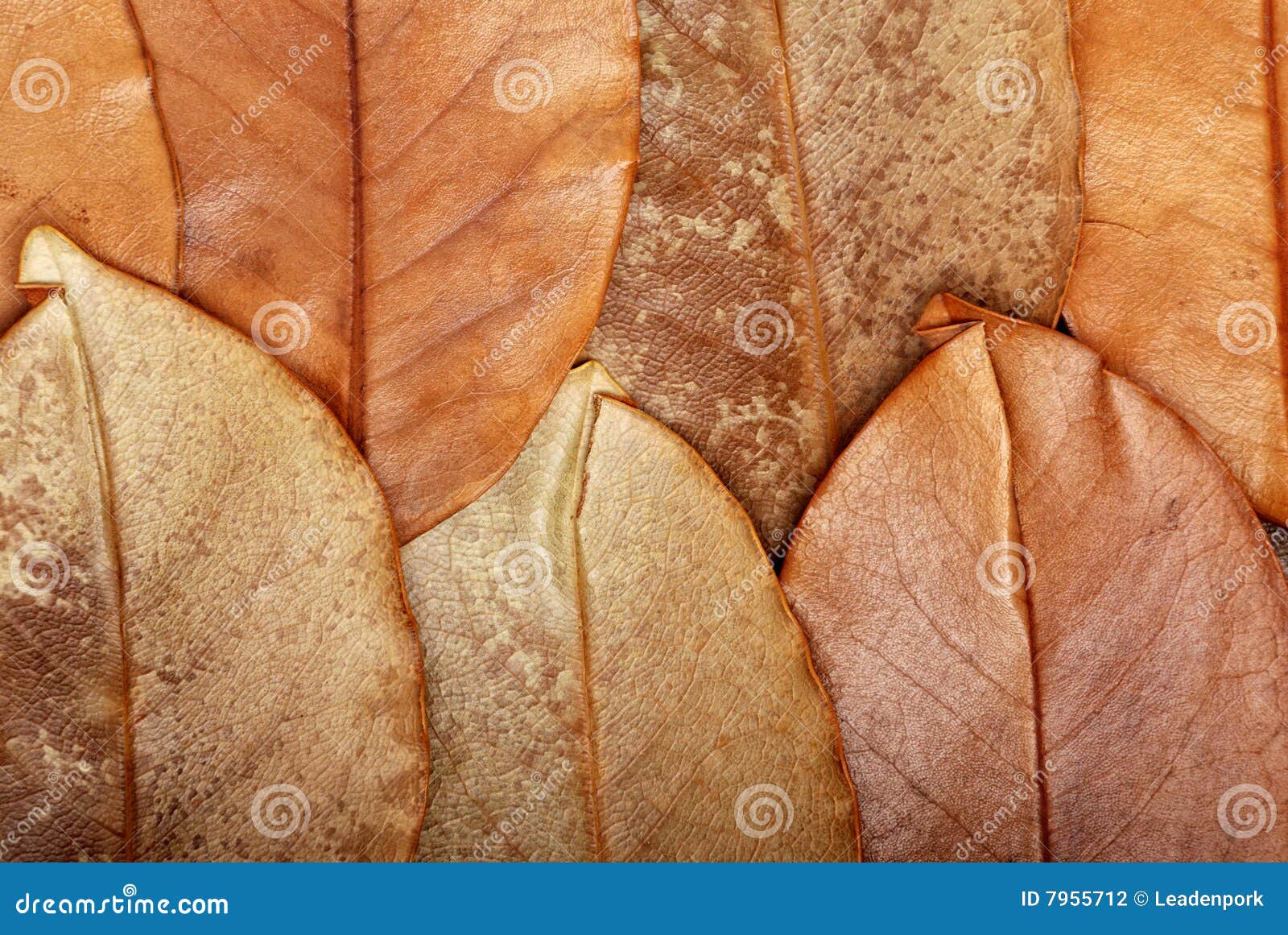 The texture of leaves stock photo. Image of brown, seasonal 7955712