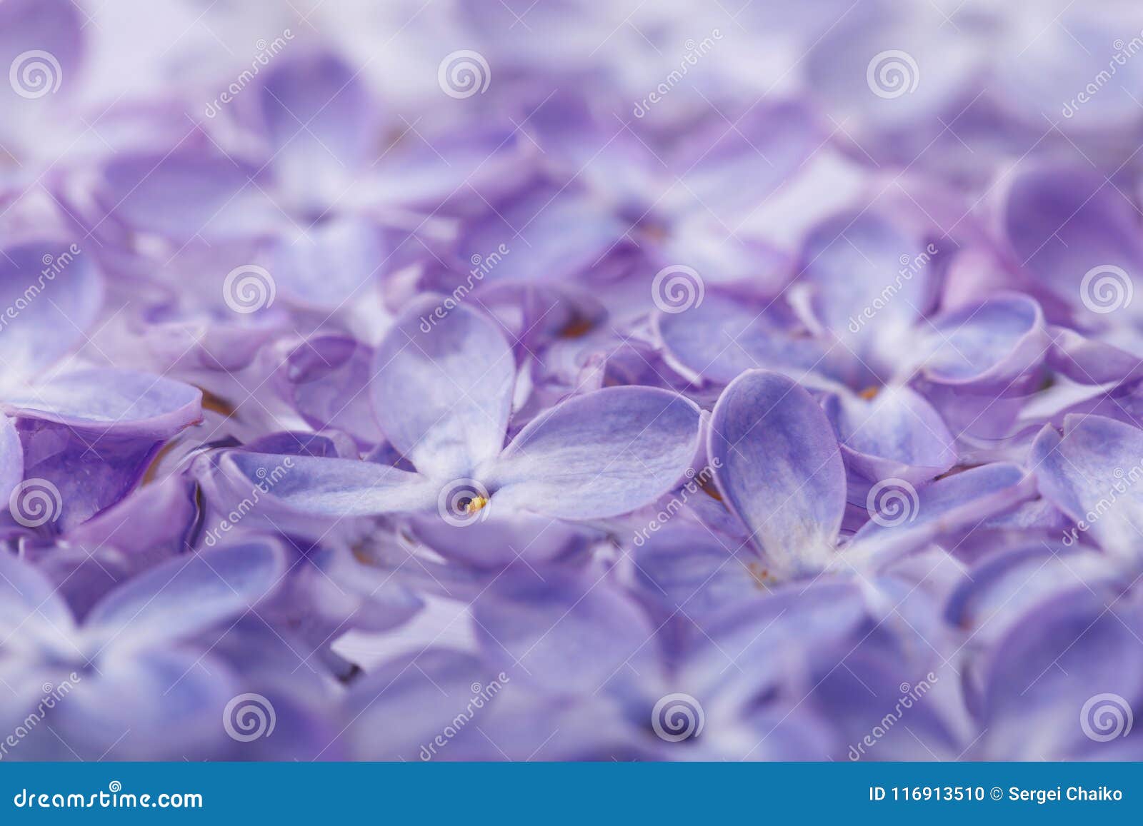 Texture of Lilac Petals. Background of Spring Flowers Stock Photo ...