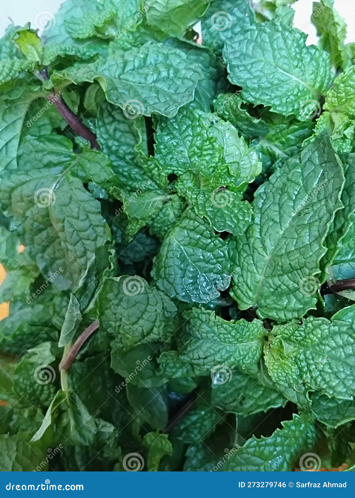 Texture of Mint Leaves stock photo. Image of texture - 273279746