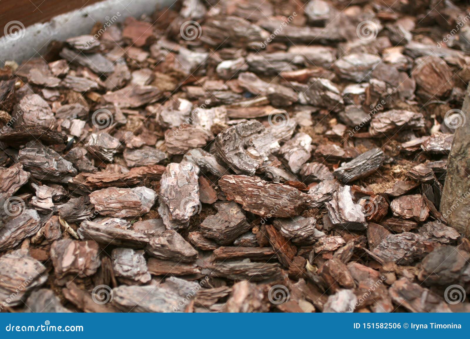 Texture Mulch for Plants. Mulch in the Pot for Plants Stock Photo