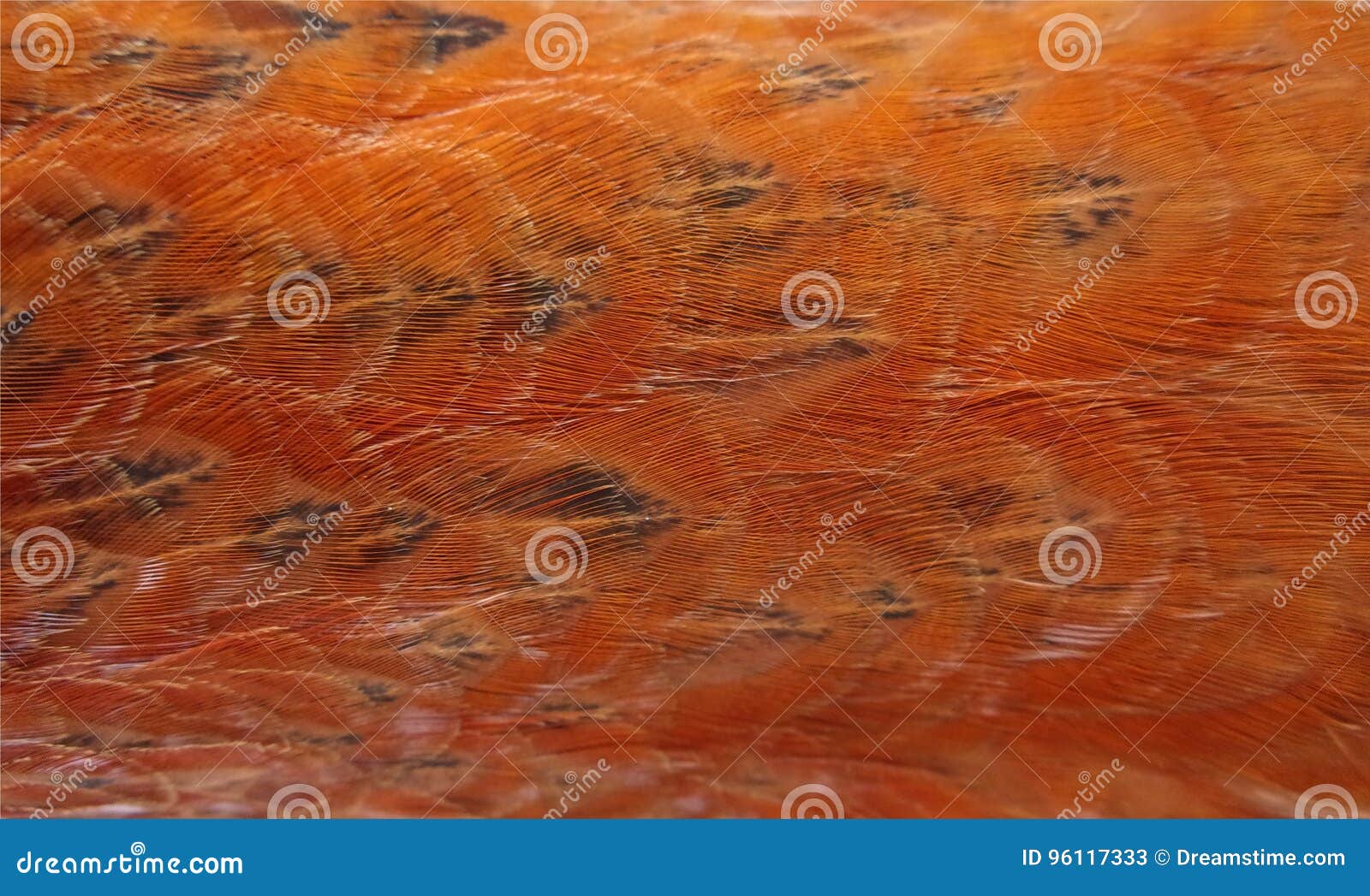 Texture orange de plumes de poulet. La texture du gingembre fait varier le pas d'un poulet, plumes oranges de plan rapproché, oiseau de ferme