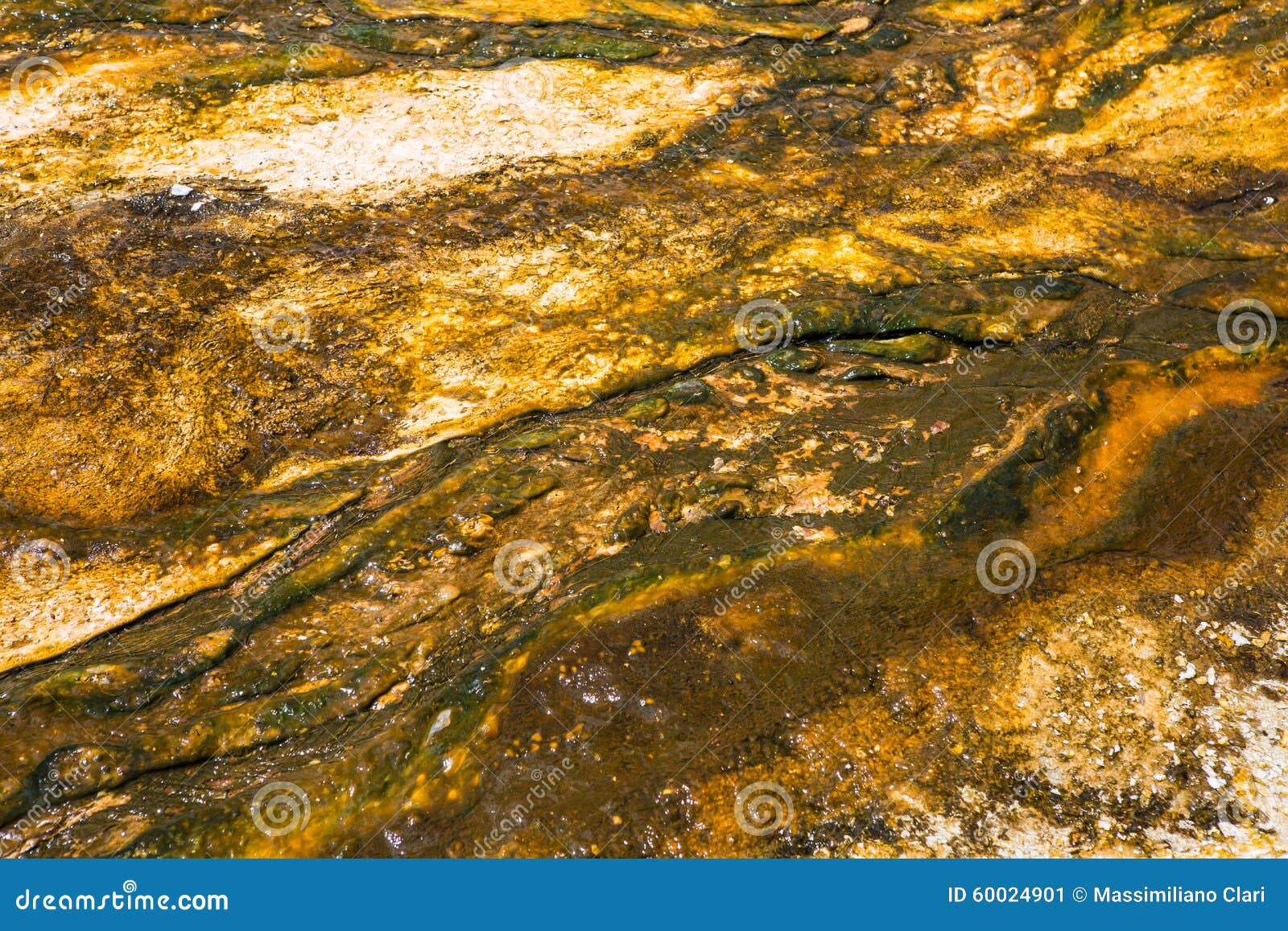 Texture Organic Pattern Background. Natural water organic texture background