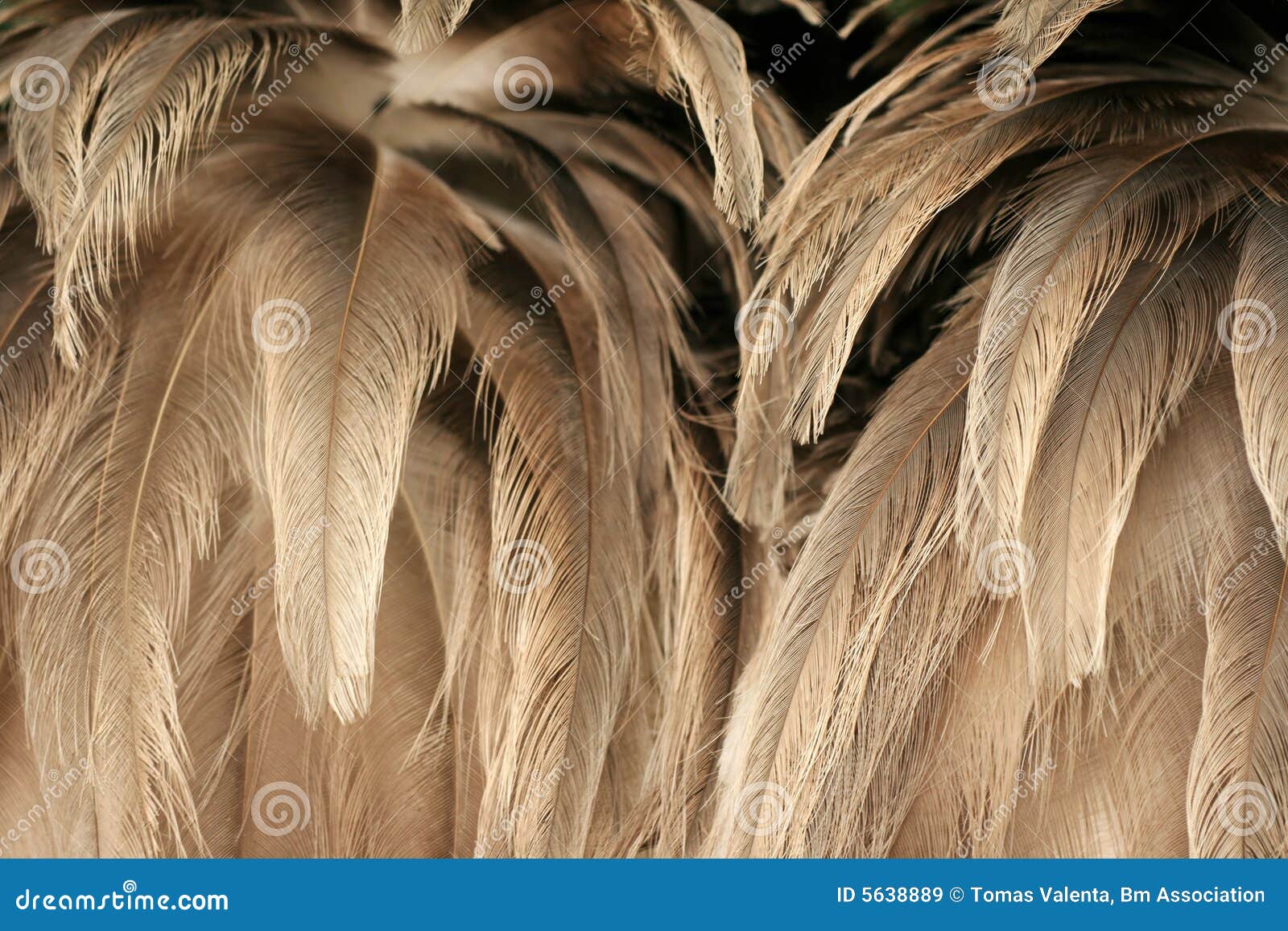 texture of ostrich plumage