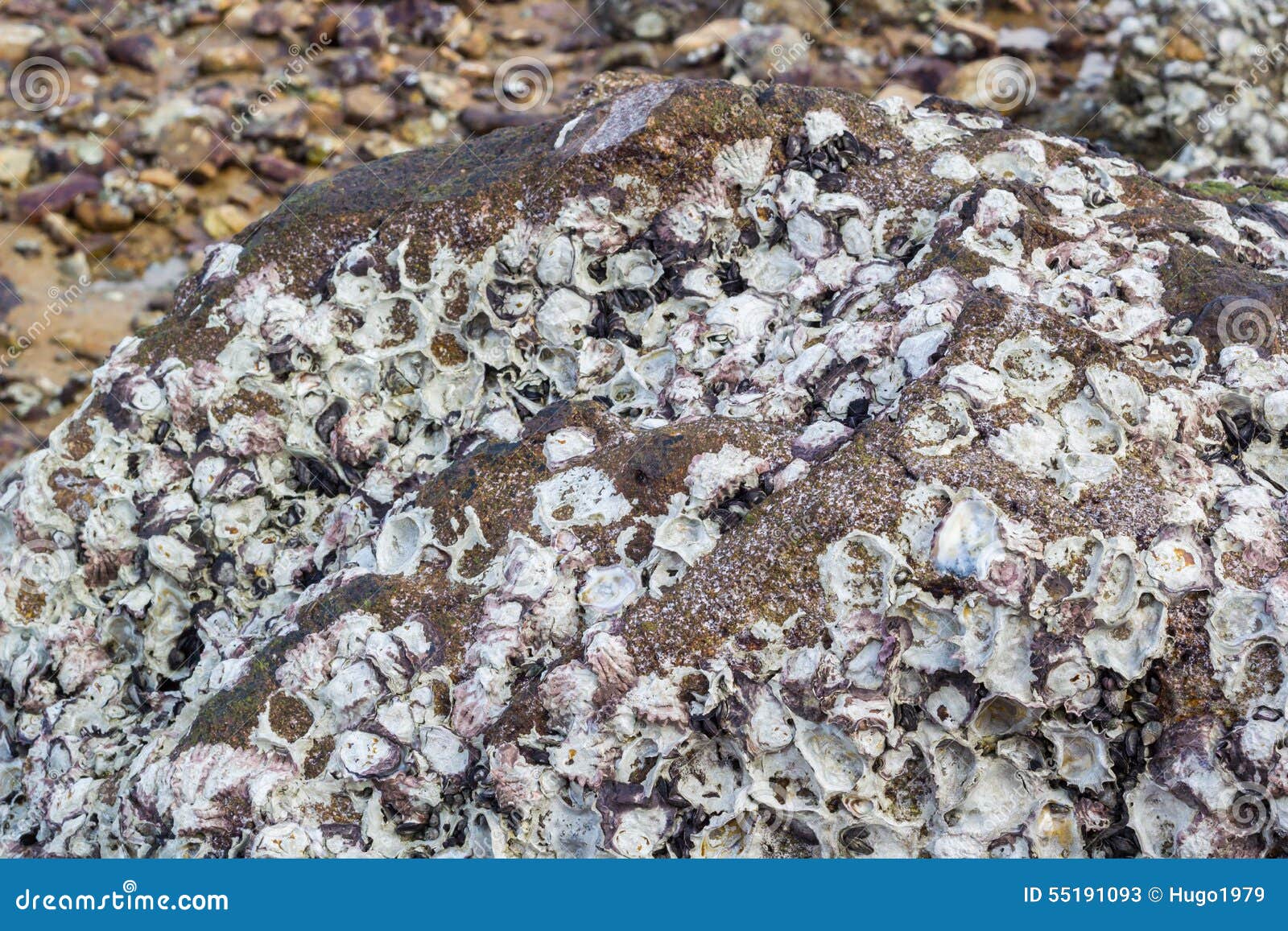 Texture of oyster on rock stock image. Image of farm 55191093