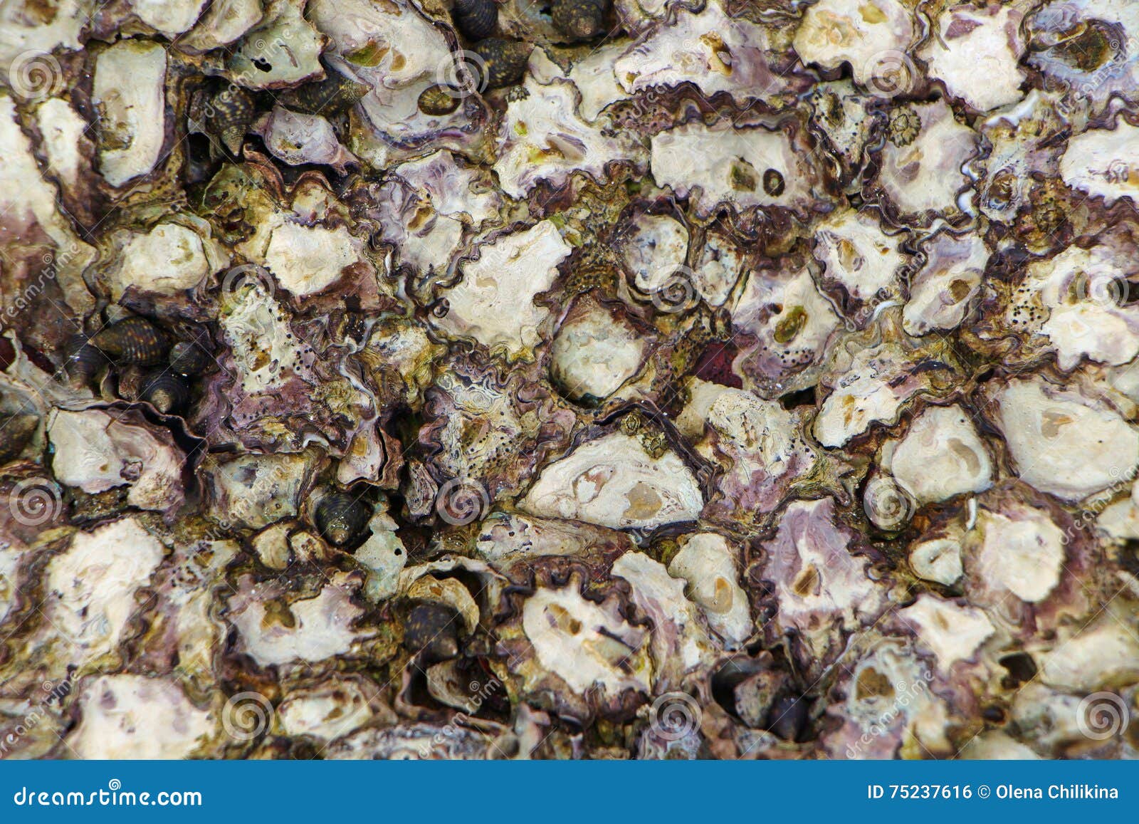 Texture of Oyster Shells on Rock Stock Photo Image of texture