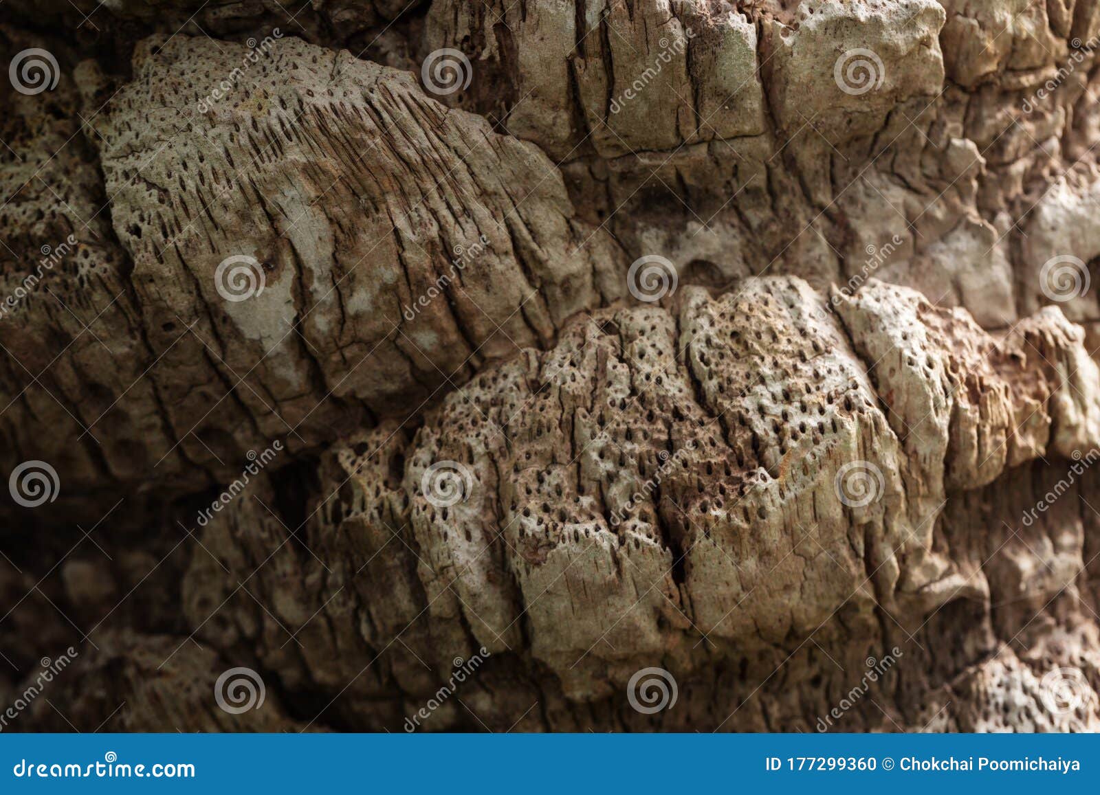 texture of palm bark with natural light.