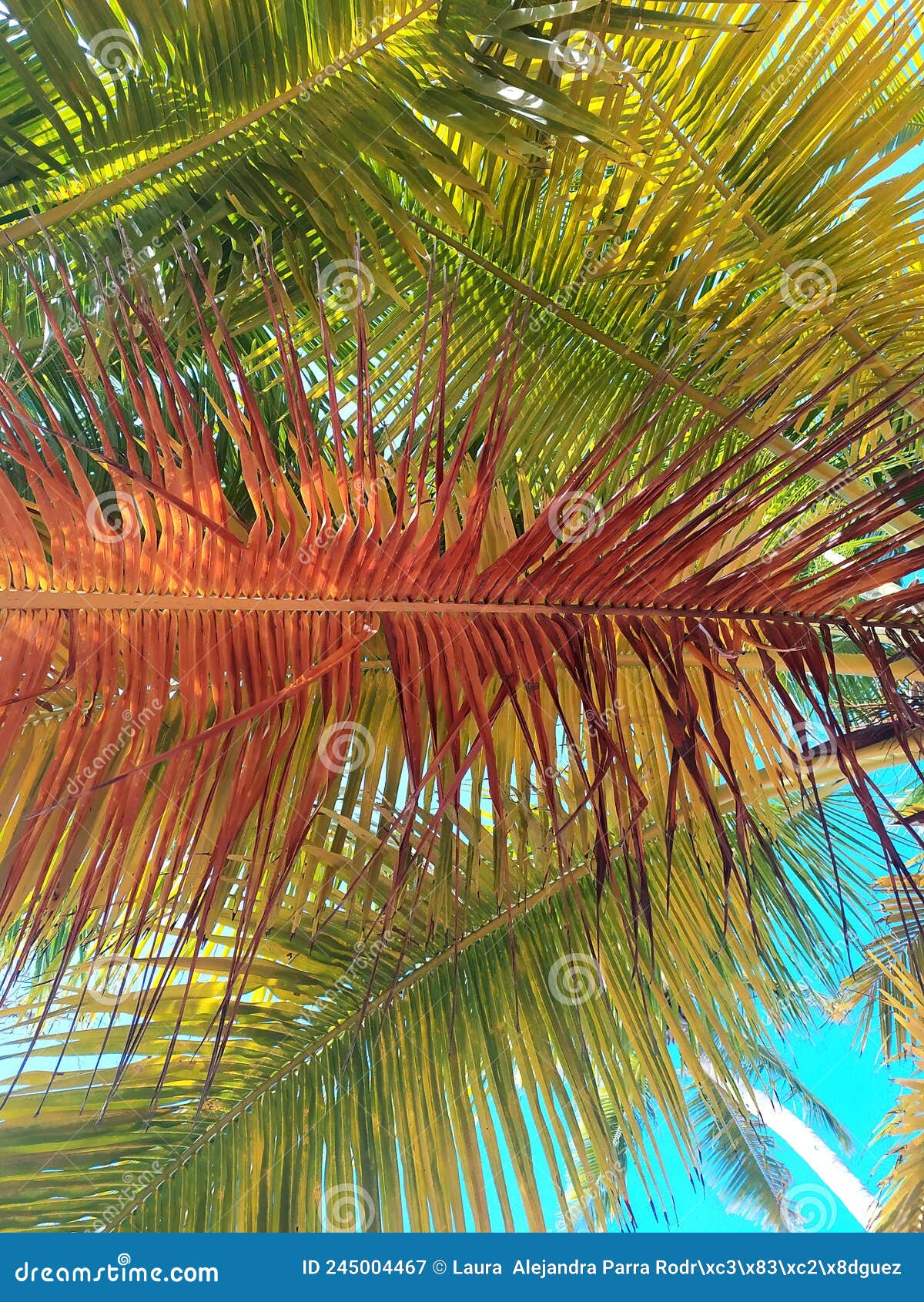 texture of palm leaves of three colors. textura de hojas de palmeras de tres colores.