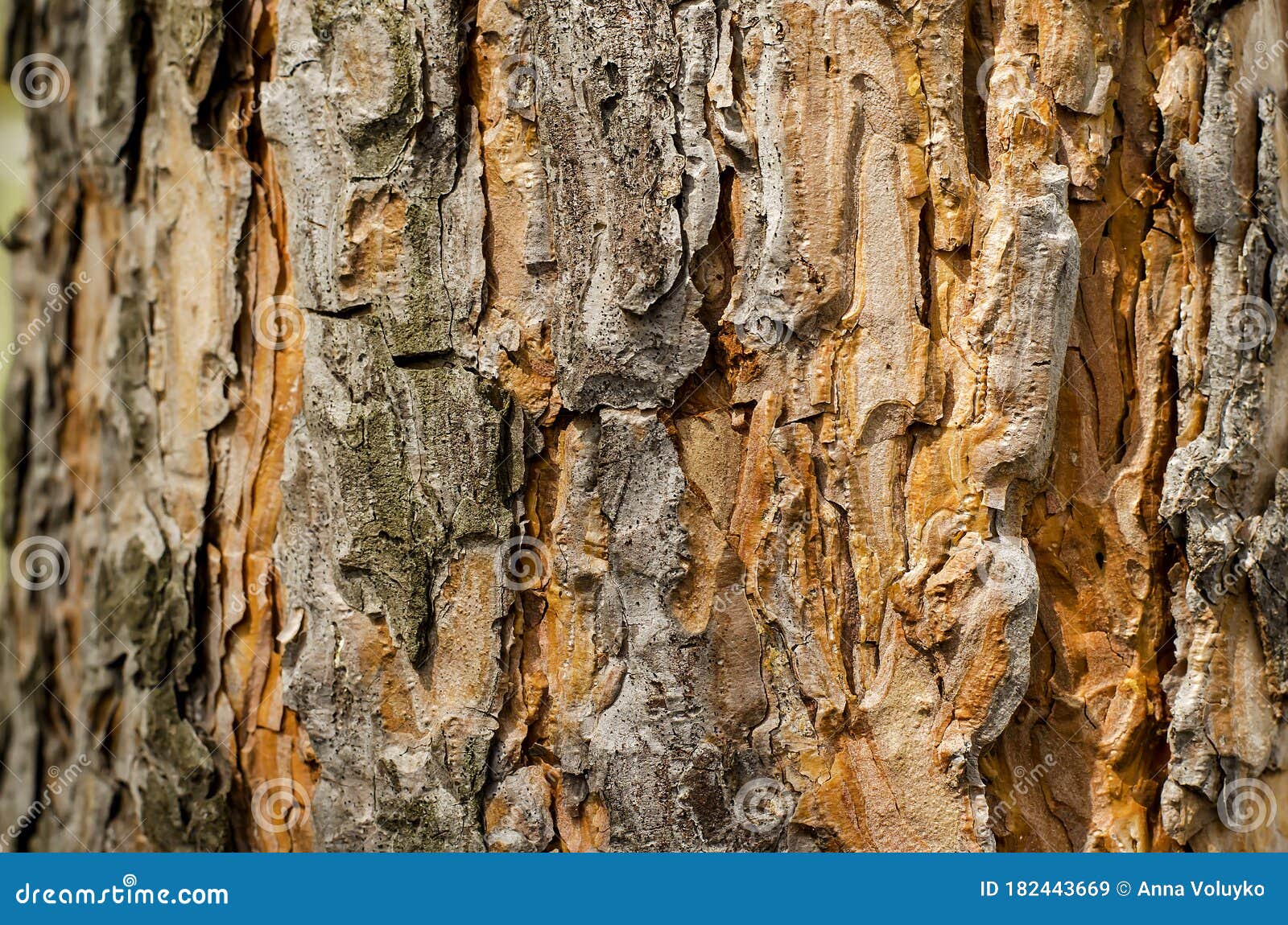 the texture of pine bark with large details.