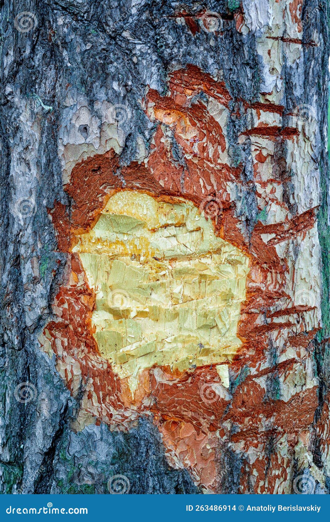 Texture of Pine Bark with Notches from an Ax Closeup Stock Photo