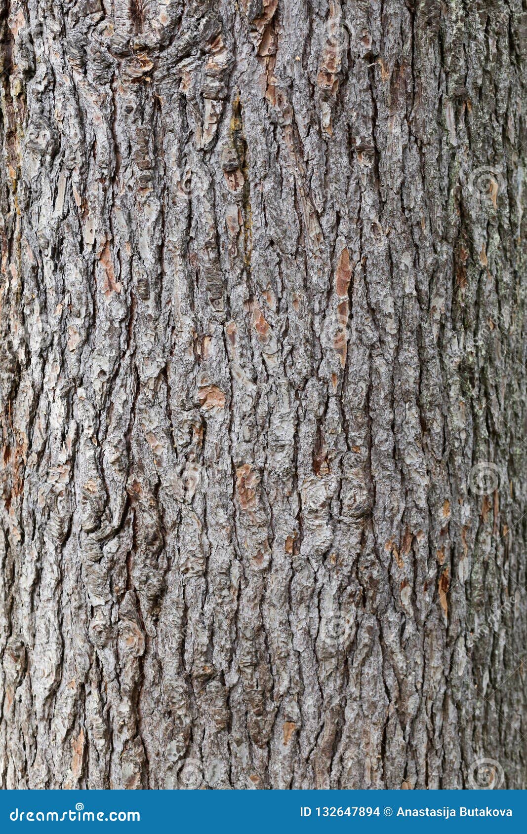 Pine Bark Texture Images – Browse 127,625 Stock Photos, Vectors, and Video