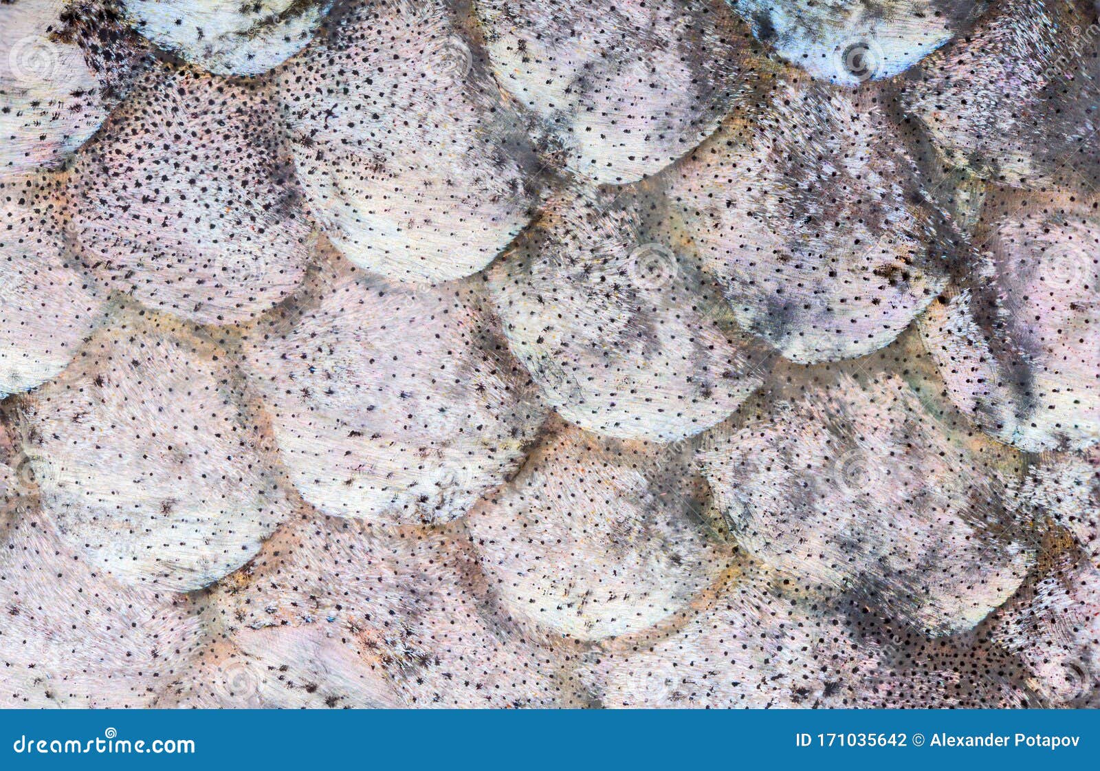 Texture of Rainbow Trout Scale Stock Photo Image of rainbow, fish
