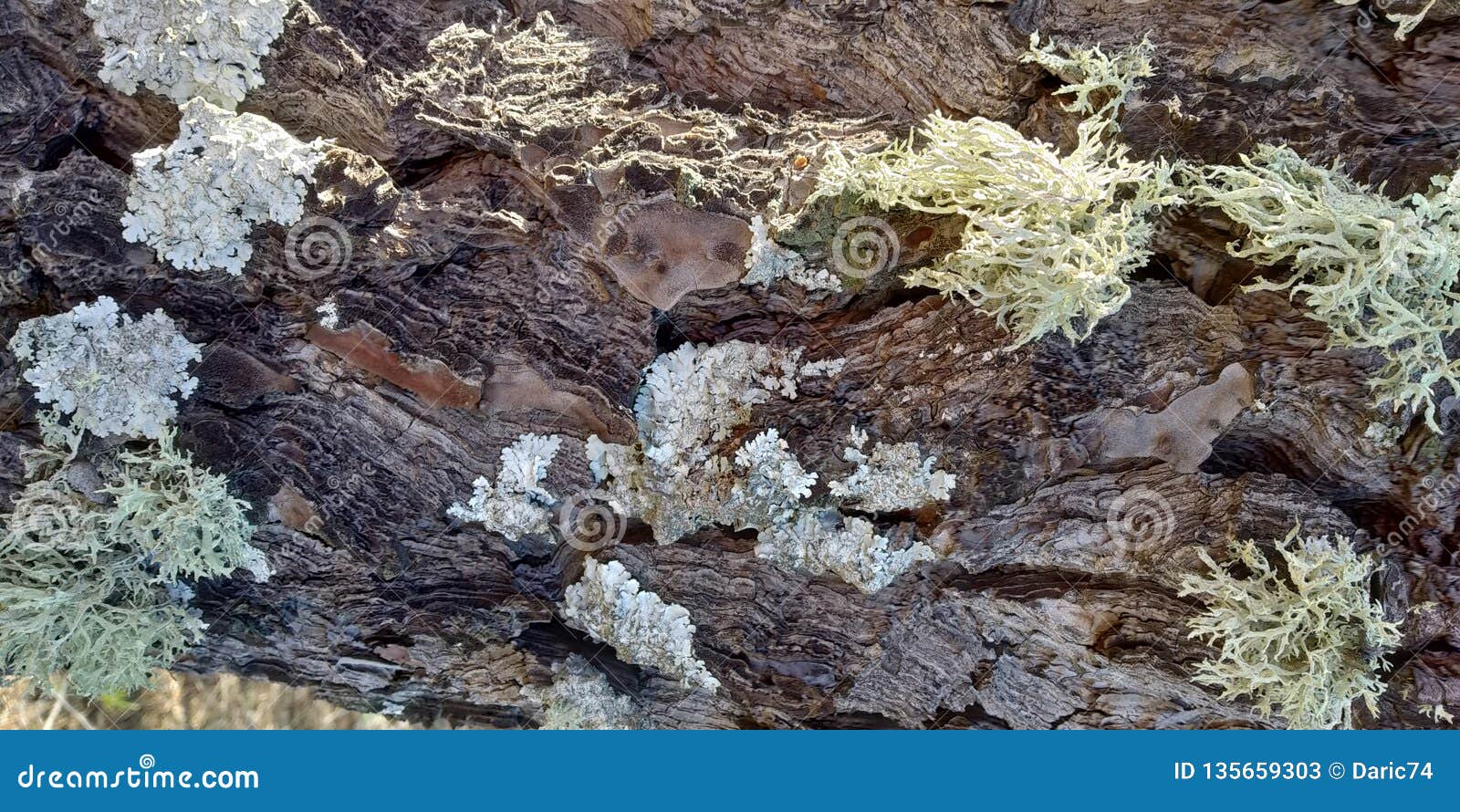 texture of rock with fungi