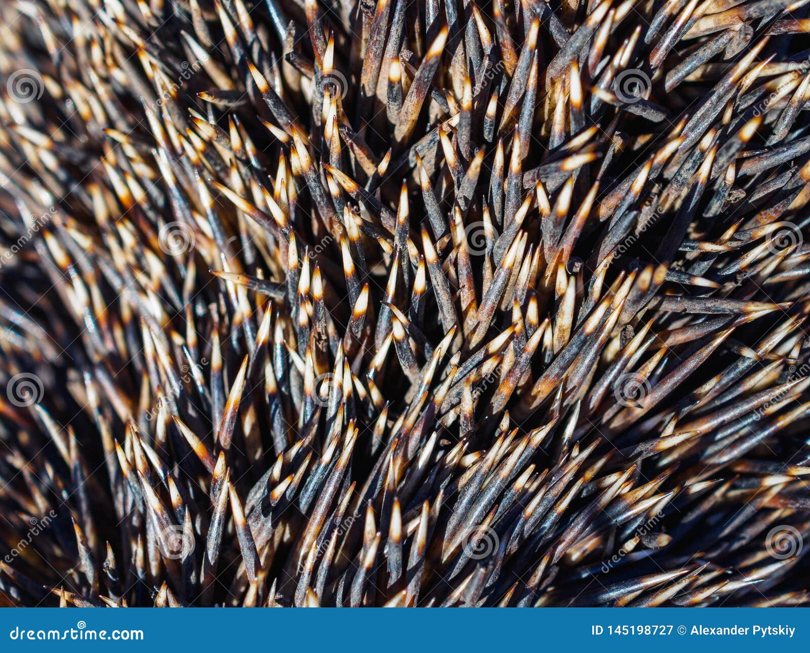 The Texture of the Set of Needles Hedgehog Closeup Stock Image Image