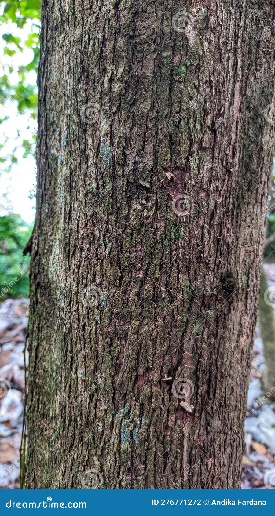 Texture and Shape of a 7year Old Teak Tree Stock Photo Image of tree, texture 276771272