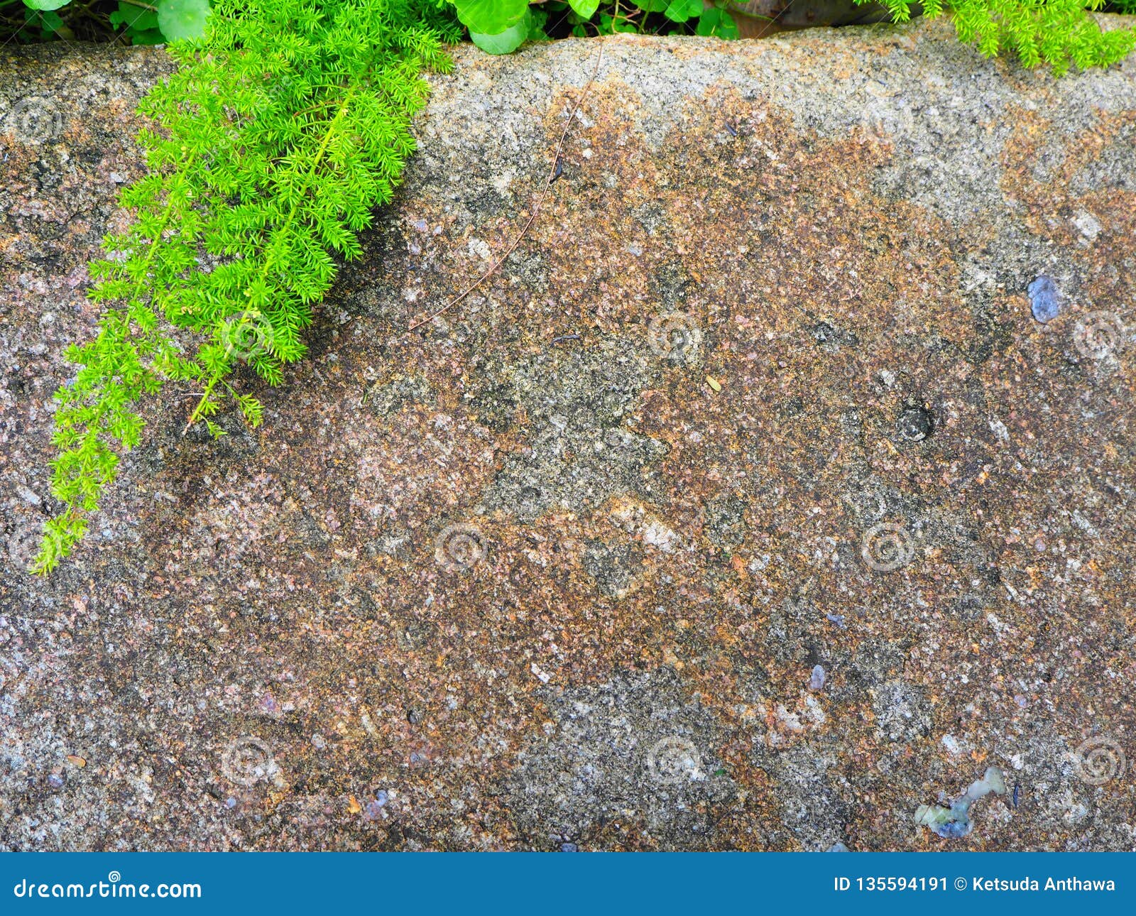 Stone with green plant stock image. Image of rock, abstract 135594191