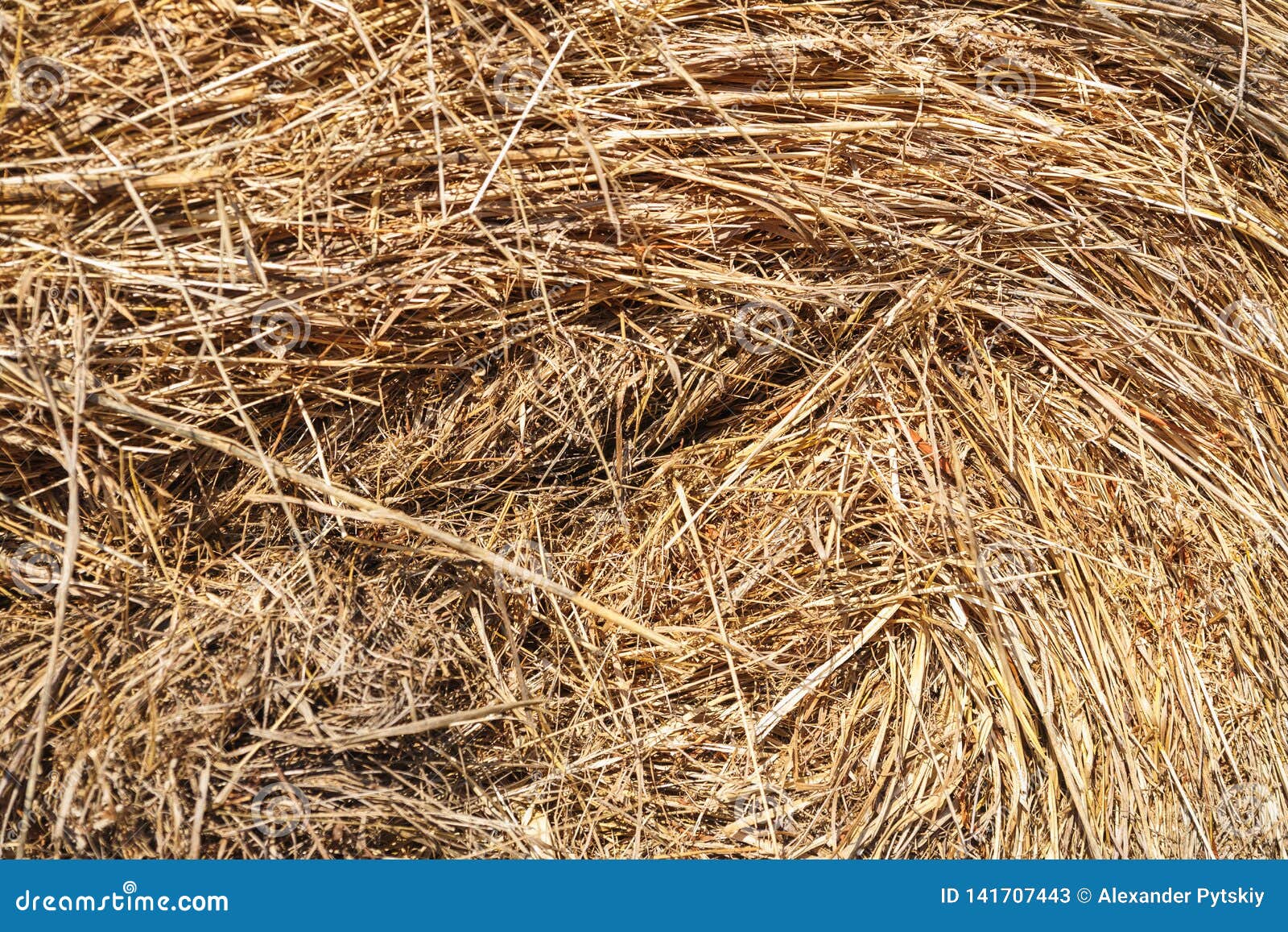 Texture of Straw and Hay Closeup. Stack Stock Image Image of pattern