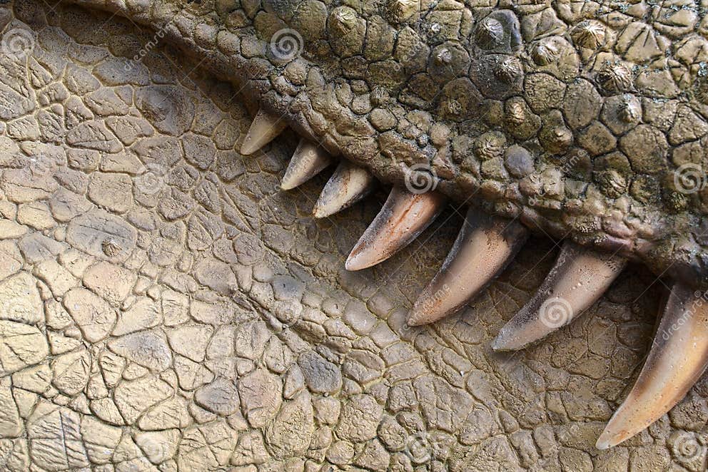 Texture 6953 - Teeth and Skin Stock Image - Image of abstract, texture ...