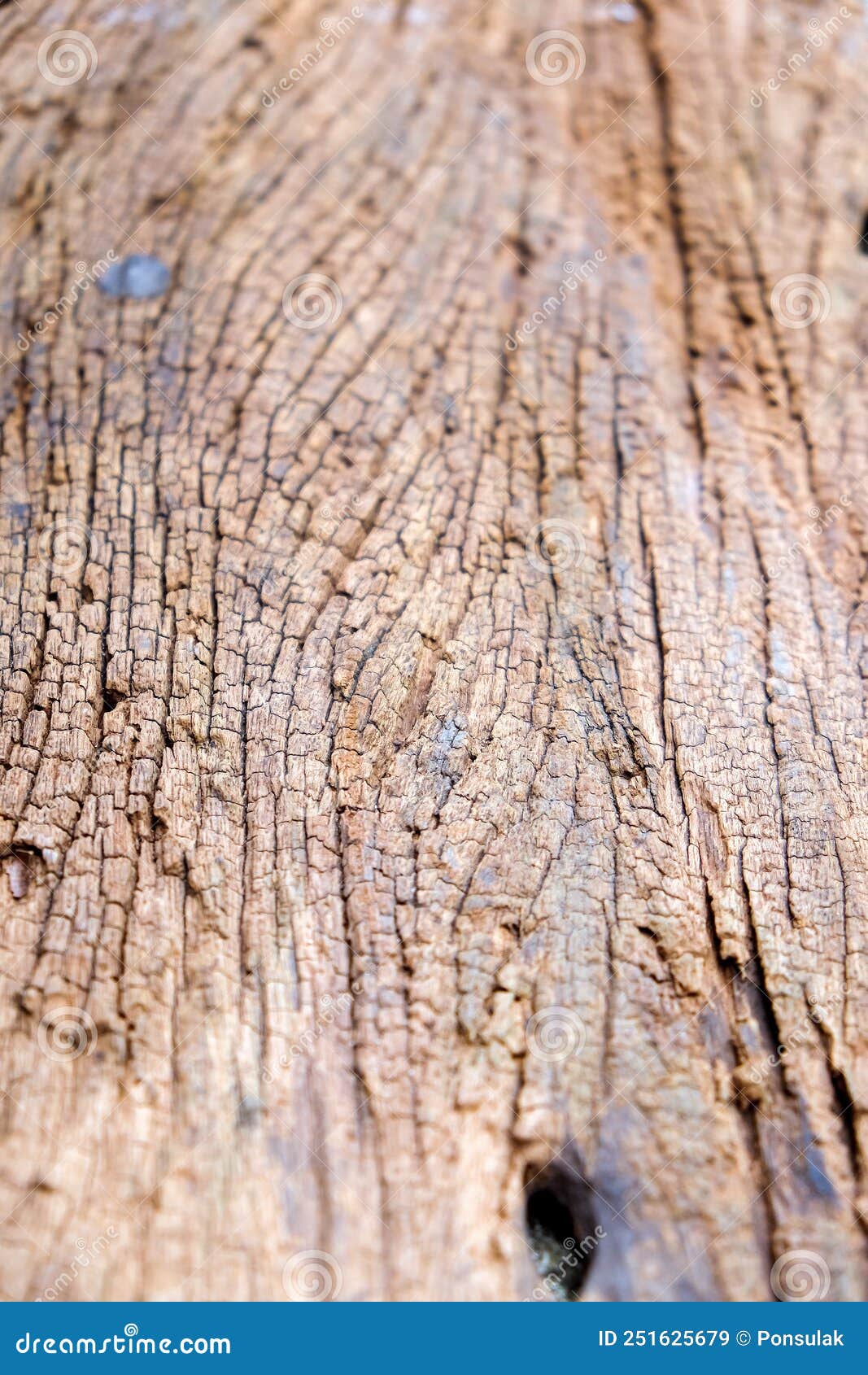 termites devour timber