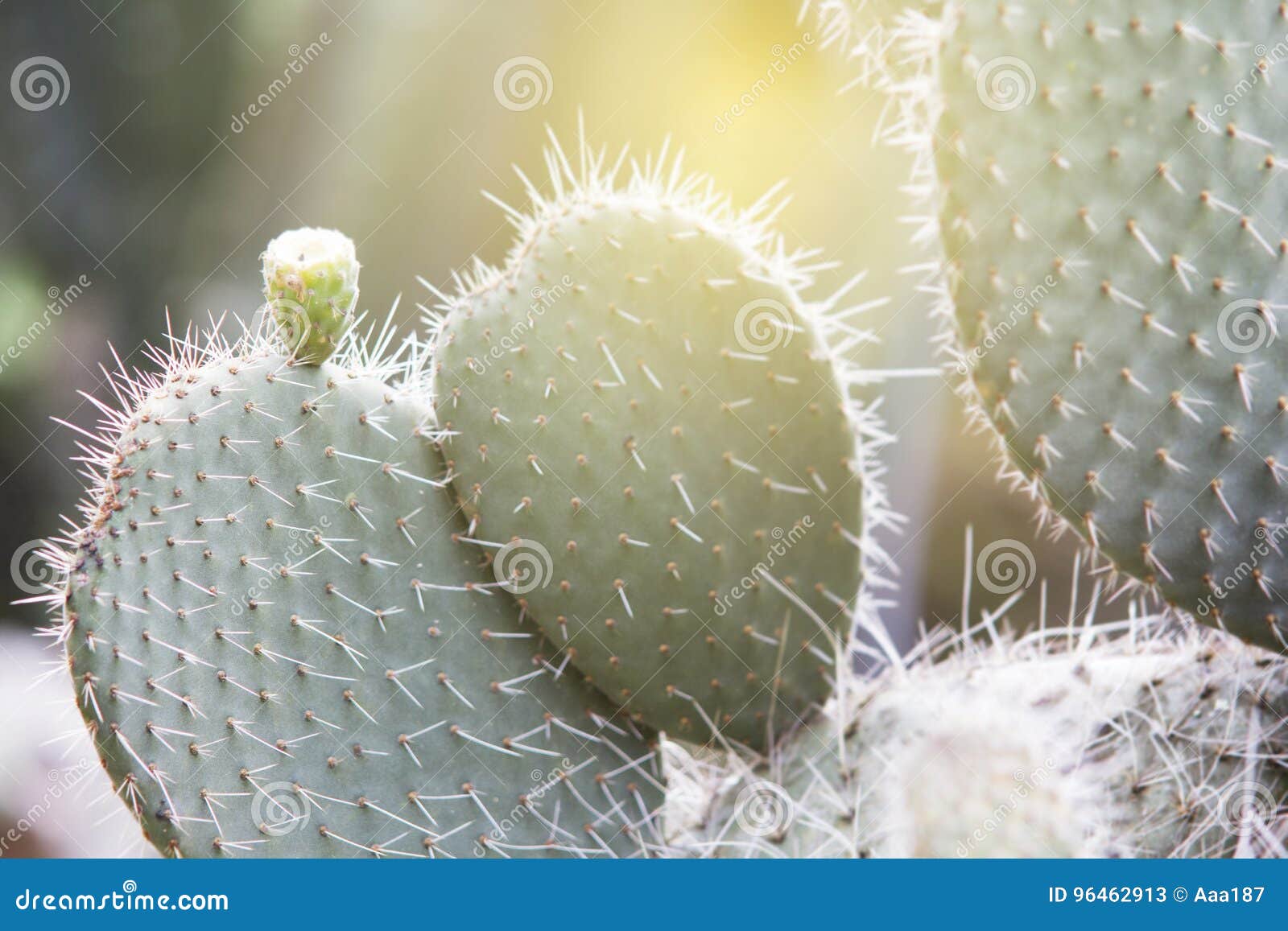 2.056 fotos de stock e banco de imagens de Texas Cactus - Getty Images